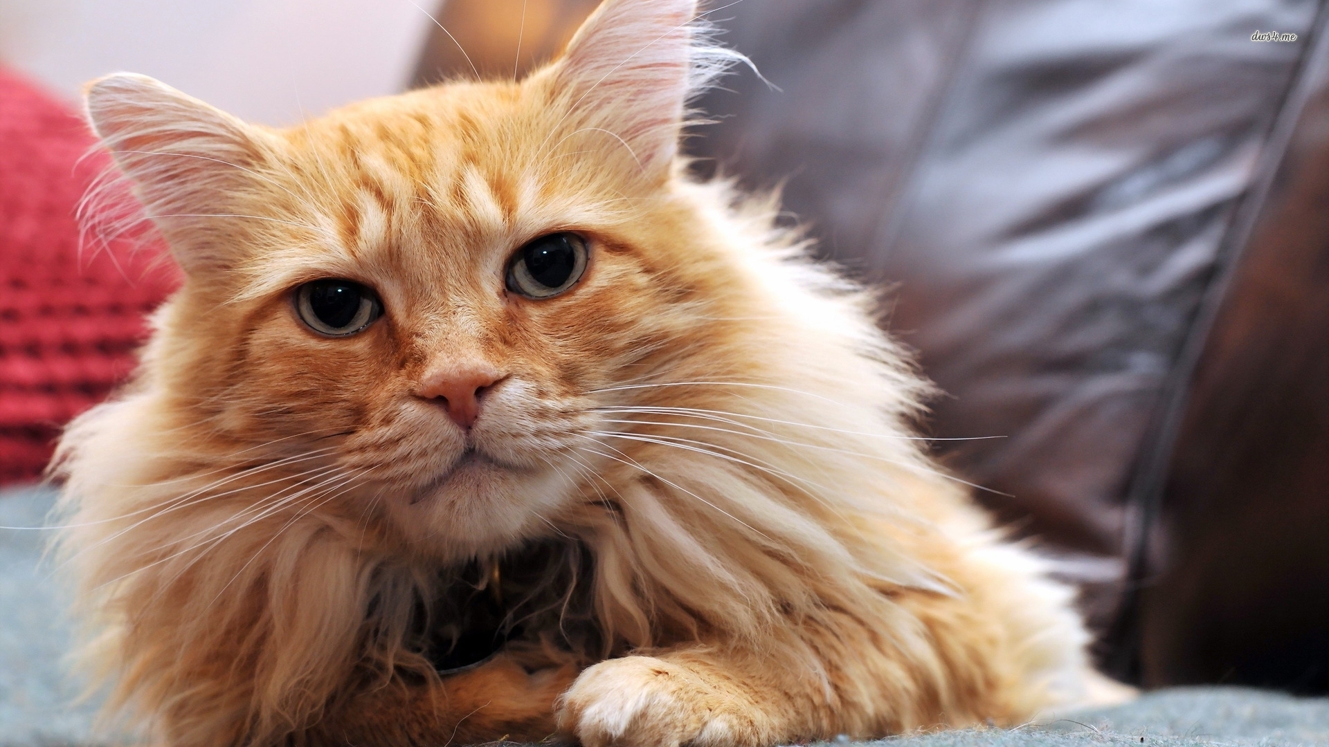 Fluffy Ginger Cat , HD Wallpaper & Backgrounds