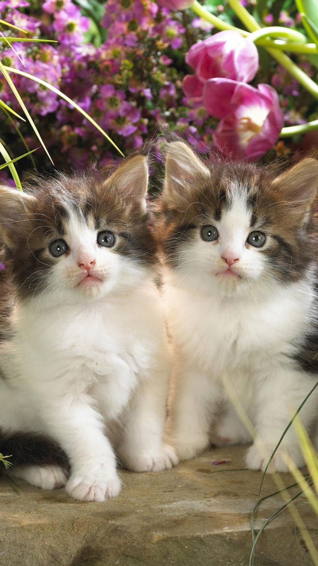 Couple Kittens Hd , HD Wallpaper & Backgrounds