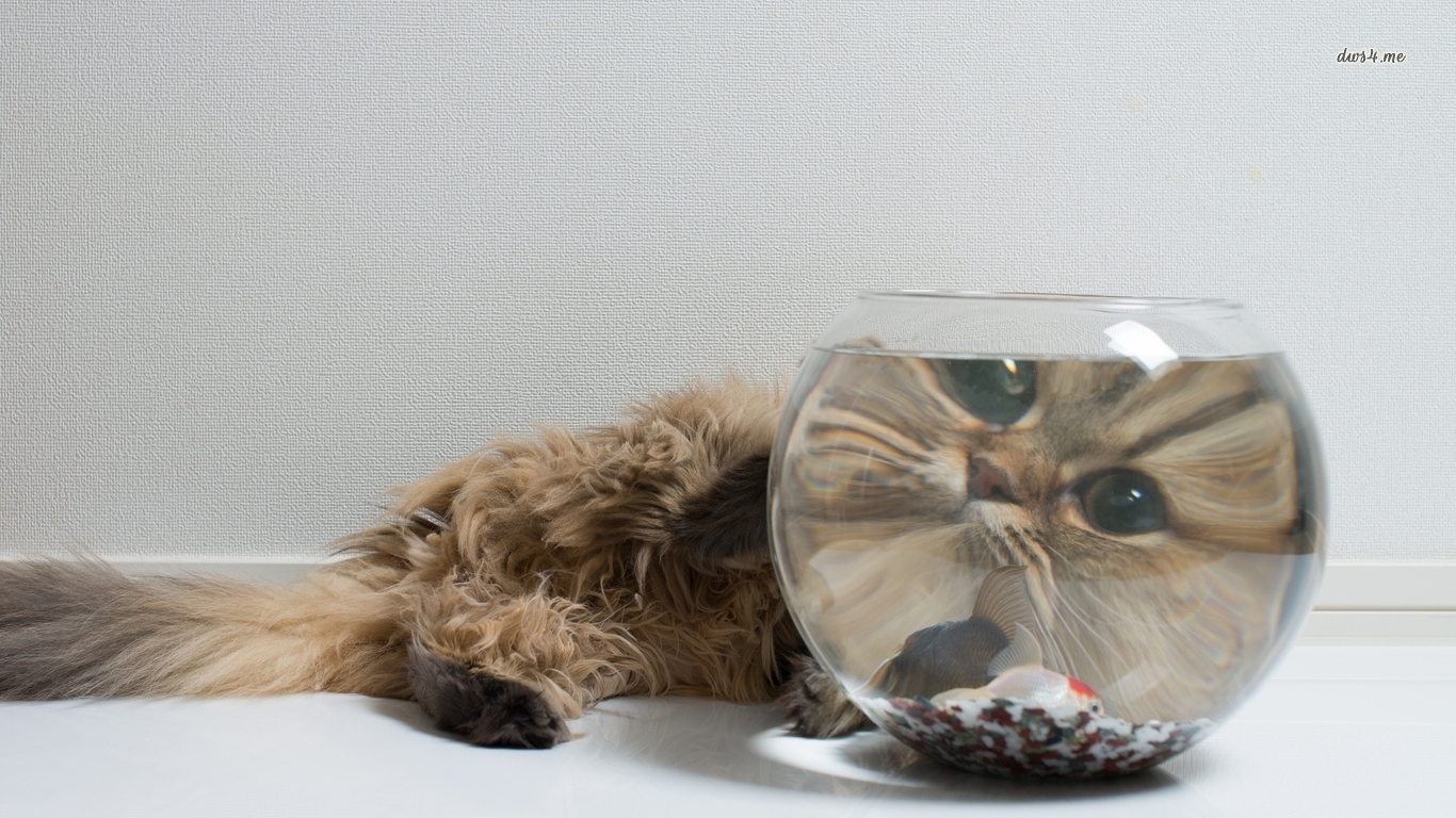 Cat And A Fish Bowl , HD Wallpaper & Backgrounds