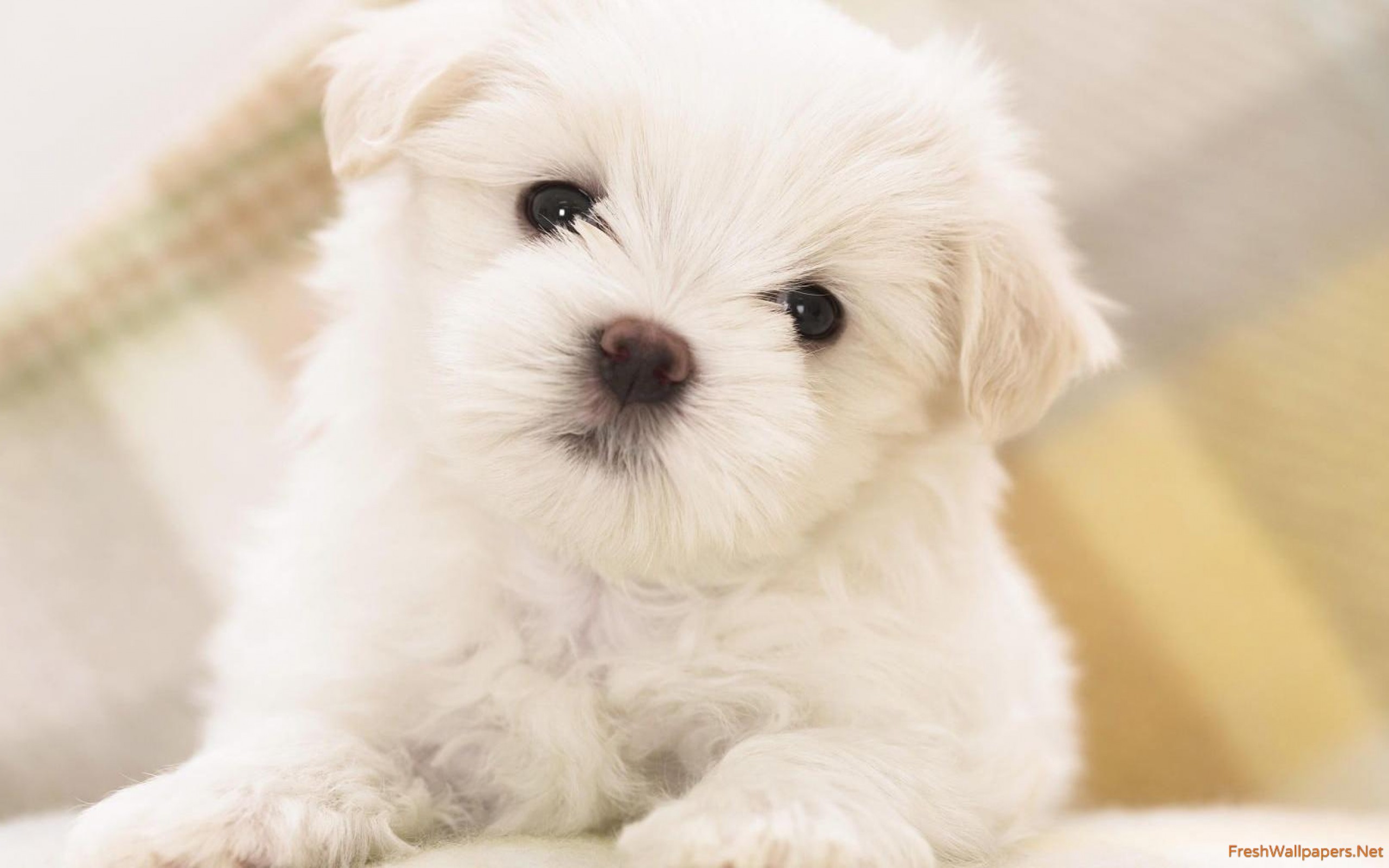 Best Home Pet Dog , HD Wallpaper & Backgrounds
