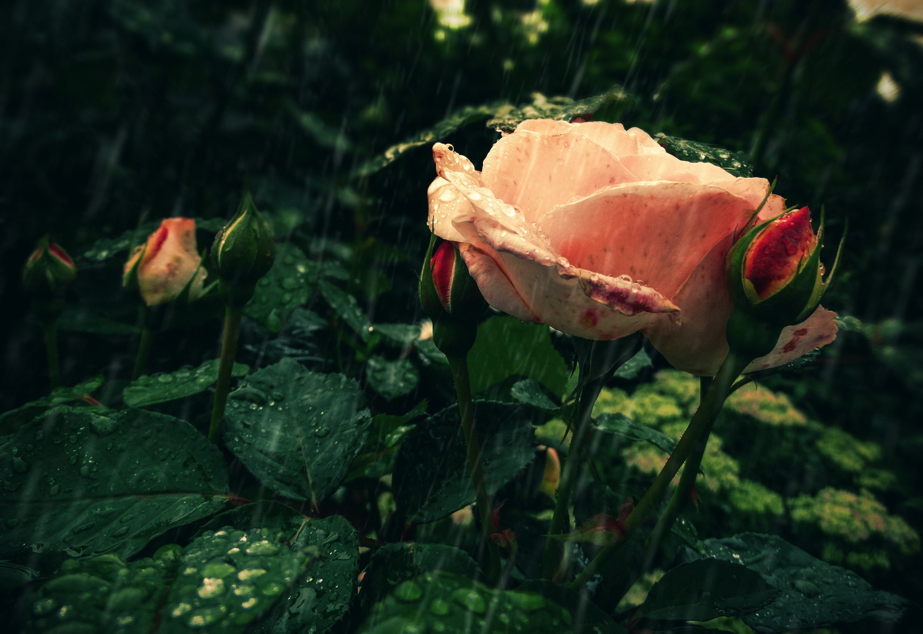 Rain Drops Nature Flowers Rain , HD Wallpaper & Backgrounds