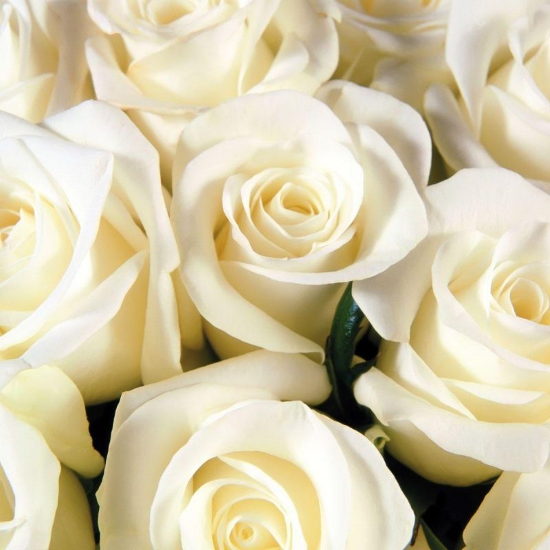 White Roses , HD Wallpaper & Backgrounds