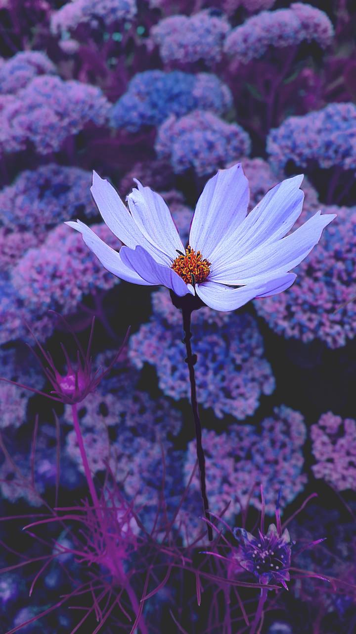 Purple Flower , HD Wallpaper & Backgrounds