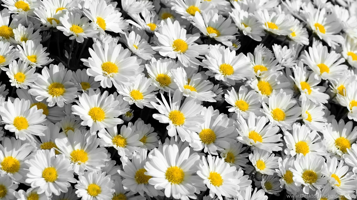 White Flower , HD Wallpaper & Backgrounds