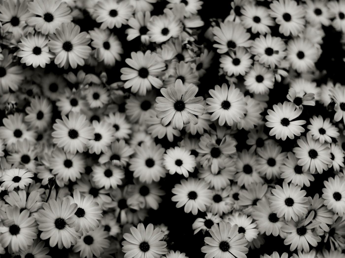 Black And White Flower Backgrounds , HD Wallpaper & Backgrounds