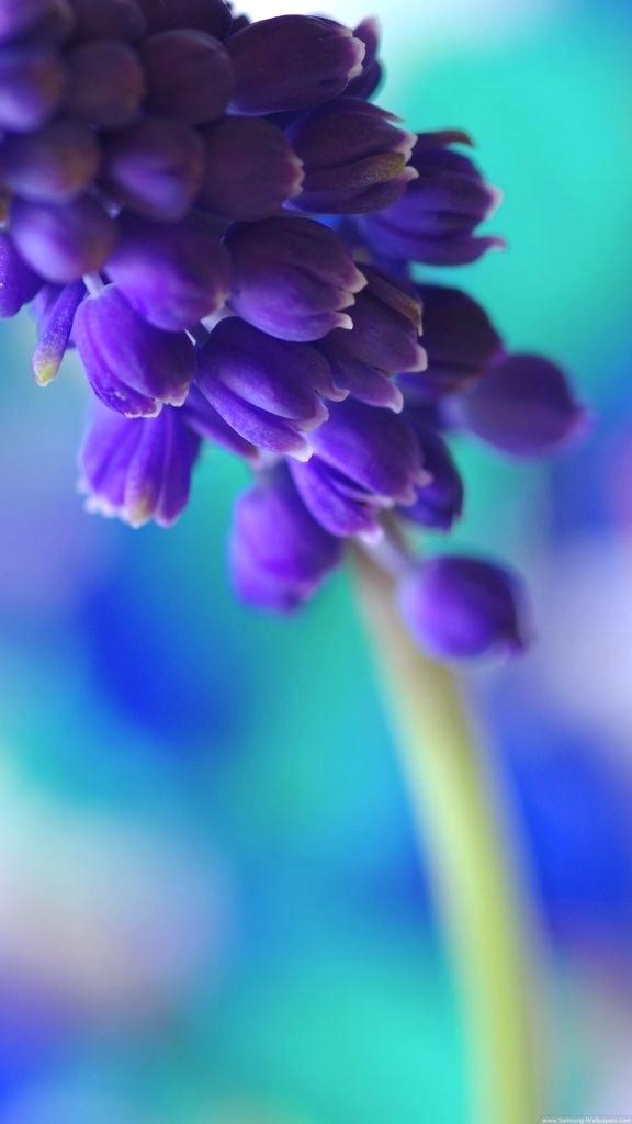 Flower Wallpaper For Lg G4 , HD Wallpaper & Backgrounds