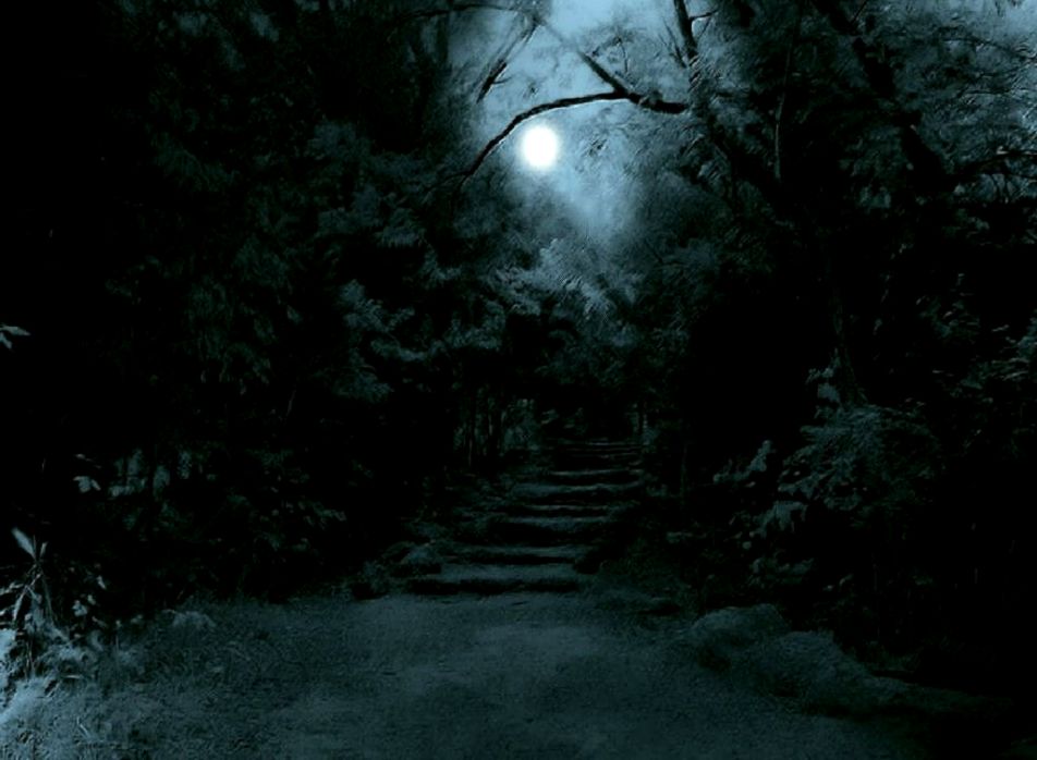 Dark Forest Full Moon , HD Wallpaper & Backgrounds