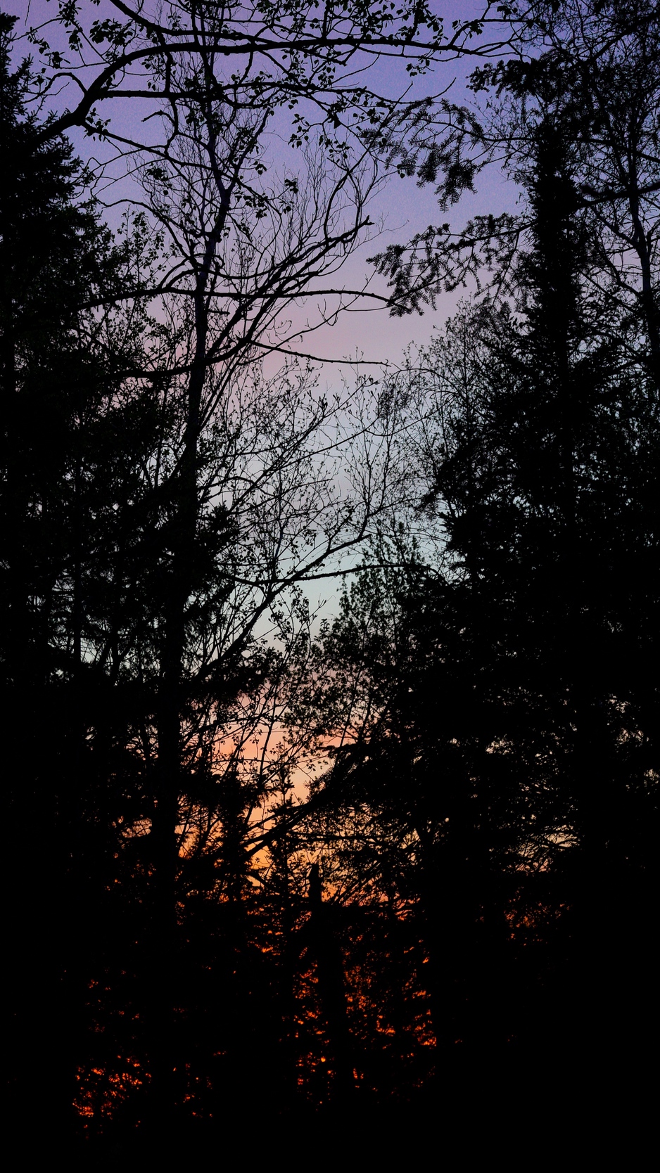 Dark Forest Sunset Background , HD Wallpaper & Backgrounds