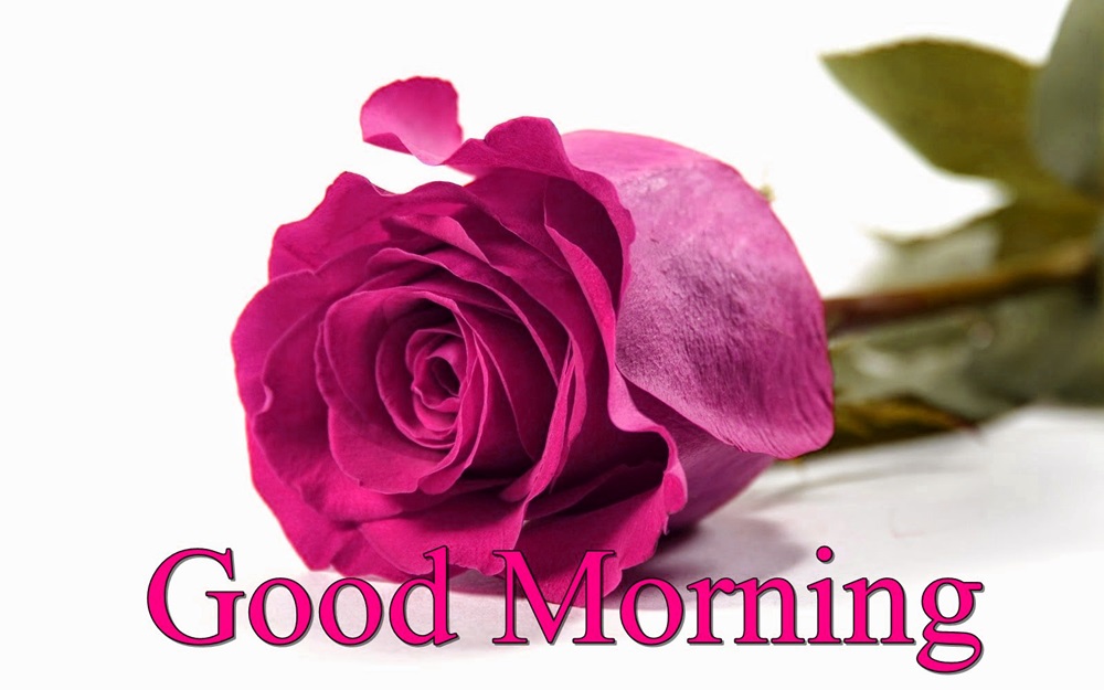 Pink Rose Good Morning , HD Wallpaper & Backgrounds