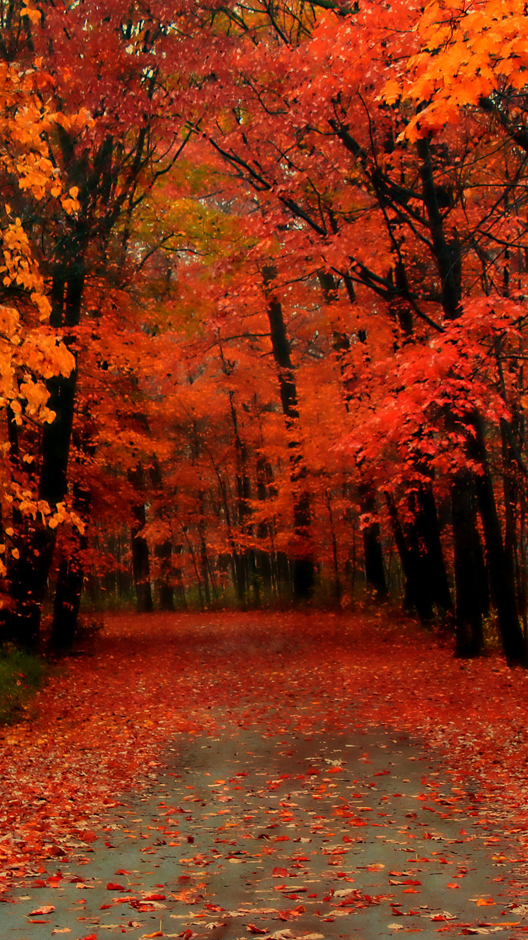 Red Autumn Wallpaper Iphone , HD Wallpaper & Backgrounds