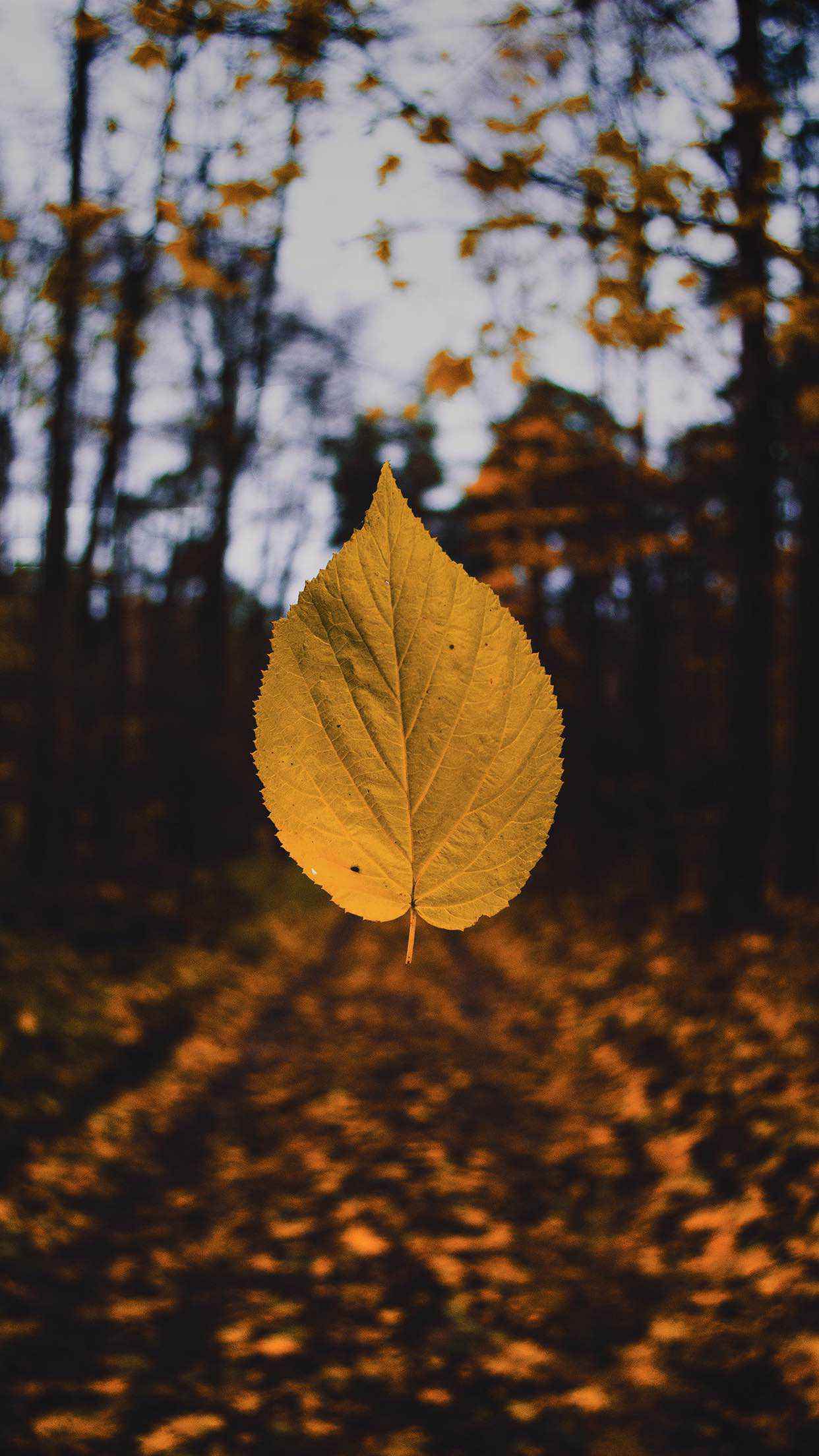 Fall Wallpapers For Iphone X , HD Wallpaper & Backgrounds