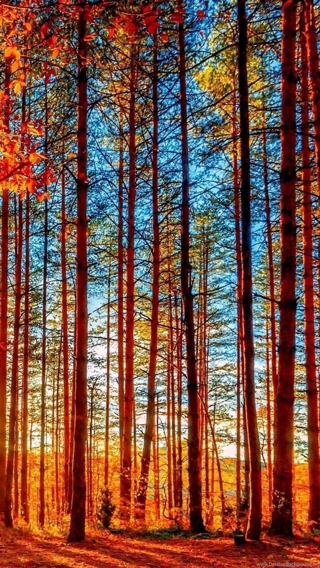Autumn Trees Wallpaper Iphone , HD Wallpaper & Backgrounds