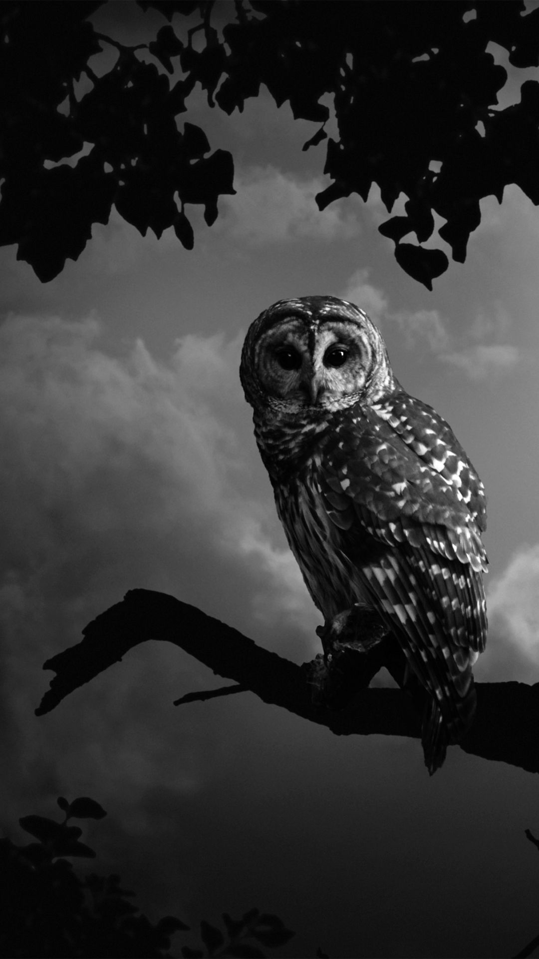 Night Owl (#2396317) - HD Wallpaper & Backgrounds Download