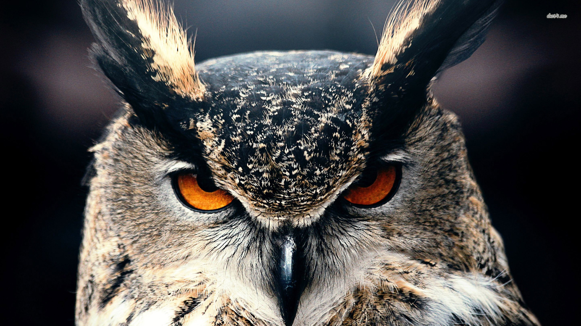 Owl Wallpaper Full Hd , HD Wallpaper & Backgrounds