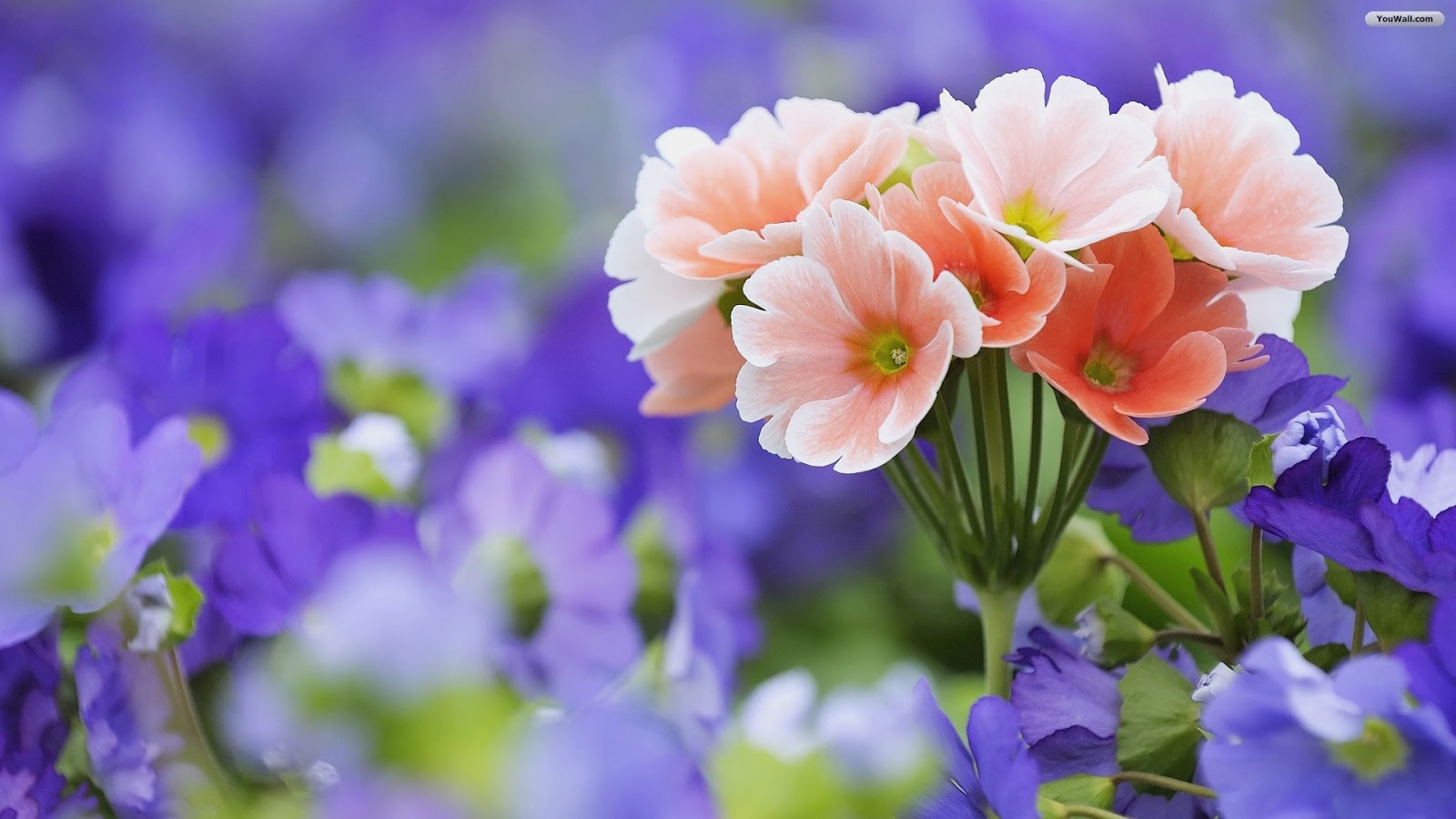 Beautiful Flowers Images Hd , HD Wallpaper & Backgrounds