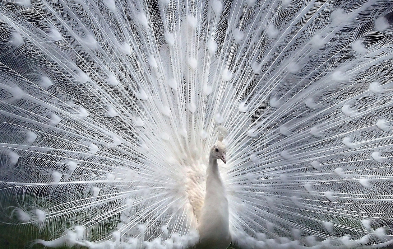 White Peacock Wallpaper High Resolution - White Peacock , HD Wallpaper & Backgrounds