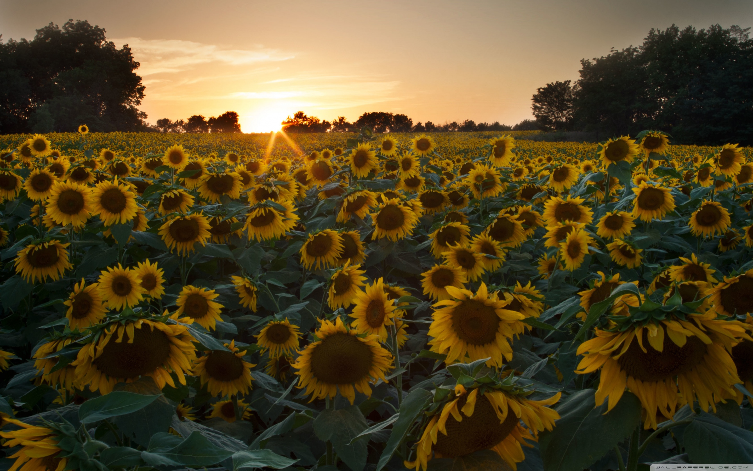 Wide - Sunflower Wallpapers For Phone , HD Wallpaper & Backgrounds