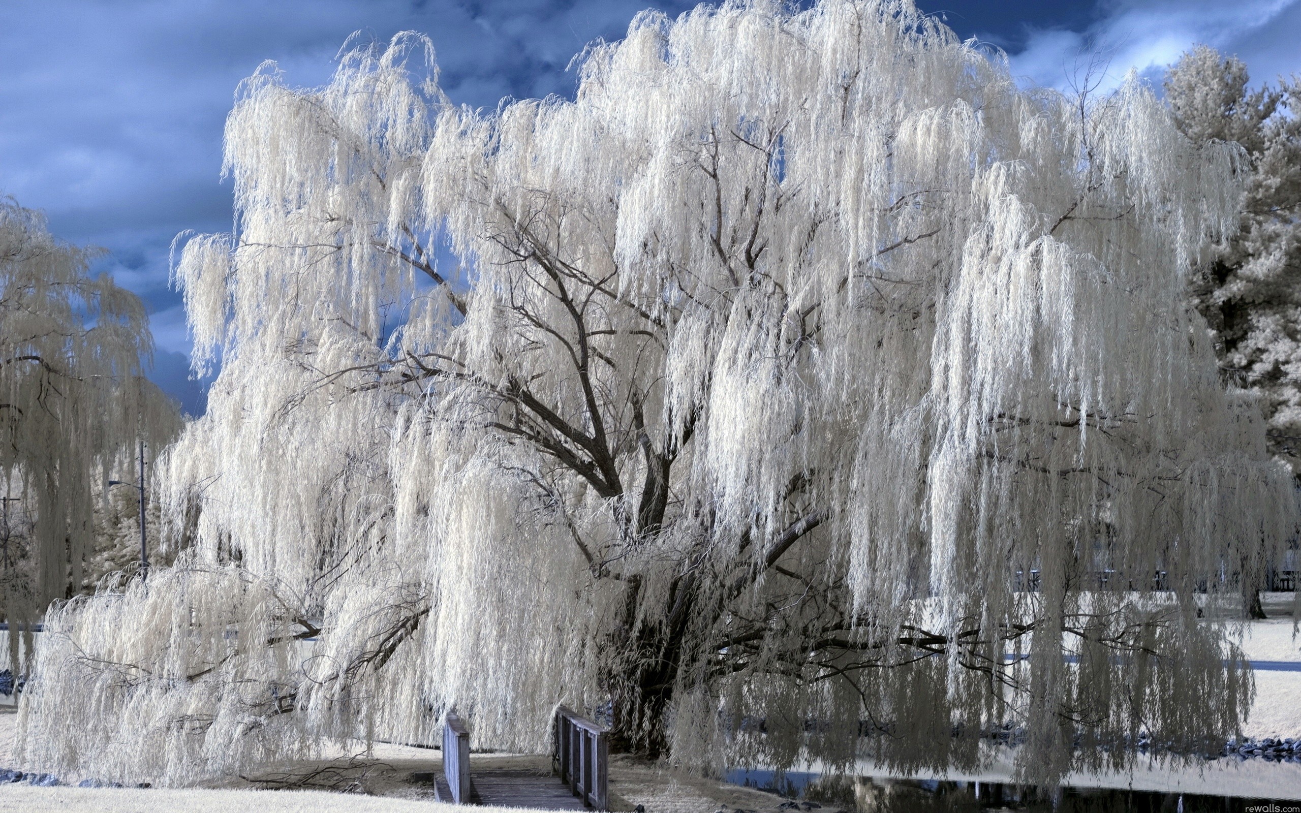 Ecran Hiver Sol Pleureur Givrer Wallpaper Winter Snow - Weeping Willow Tree , HD Wallpaper & Backgrounds