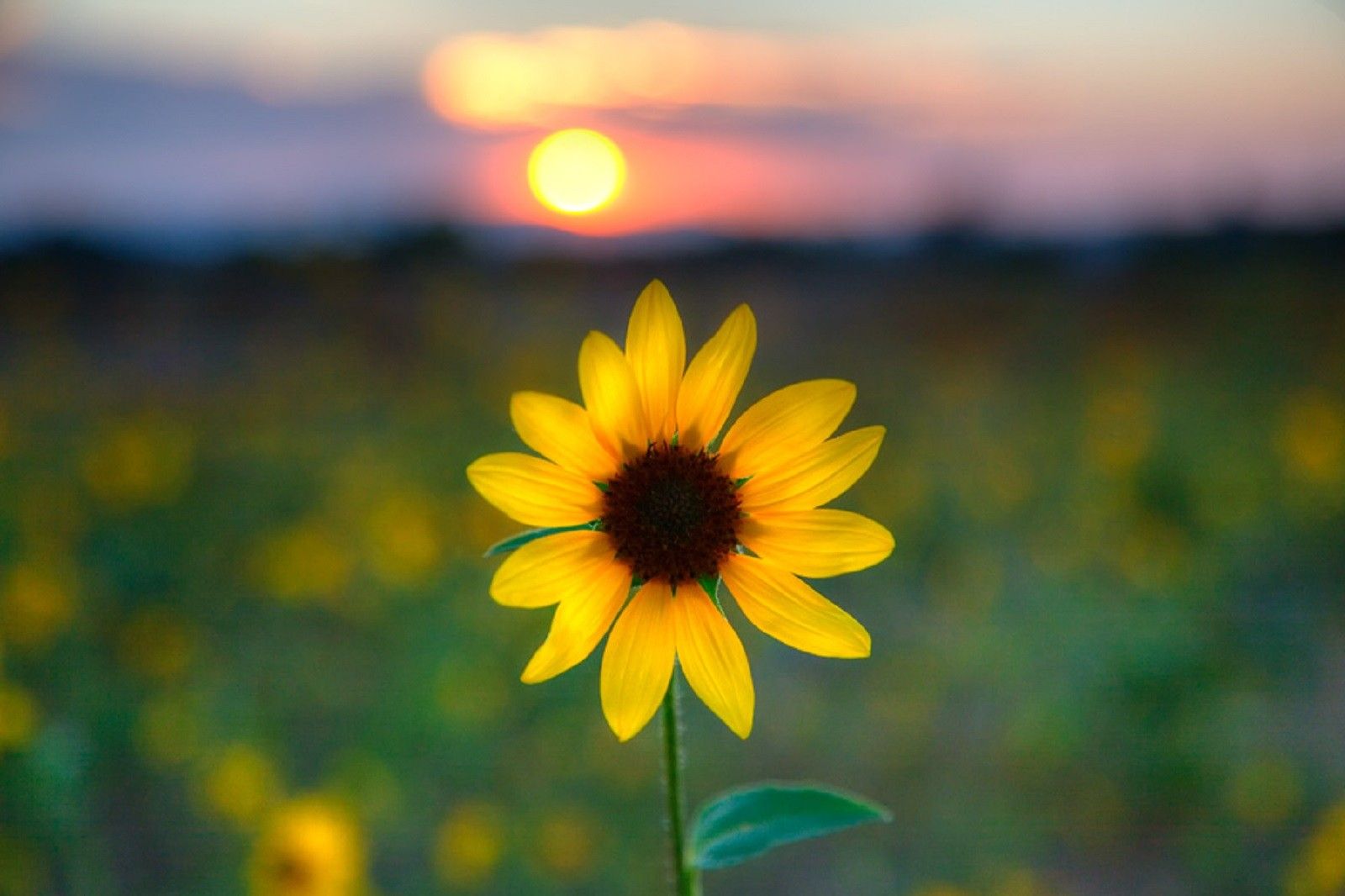 Sunflower Wallpapers Hd - Sunflower In The Sunset , HD Wallpaper & Backgrounds