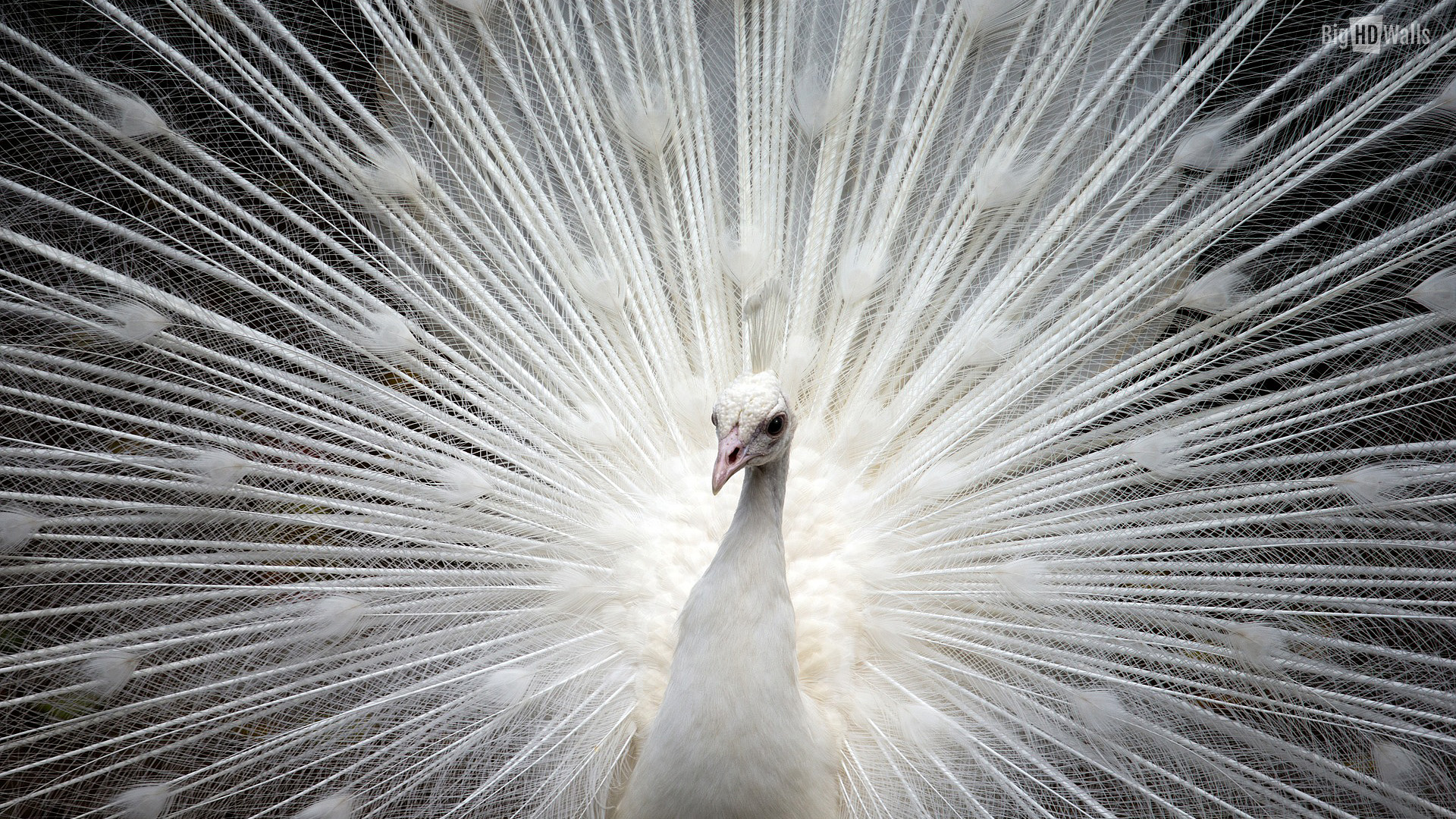 White Peacock Wallpaper For Iphone On Wallpaper 1080p - White Peacock Wallpaper Desktop , HD Wallpaper & Backgrounds