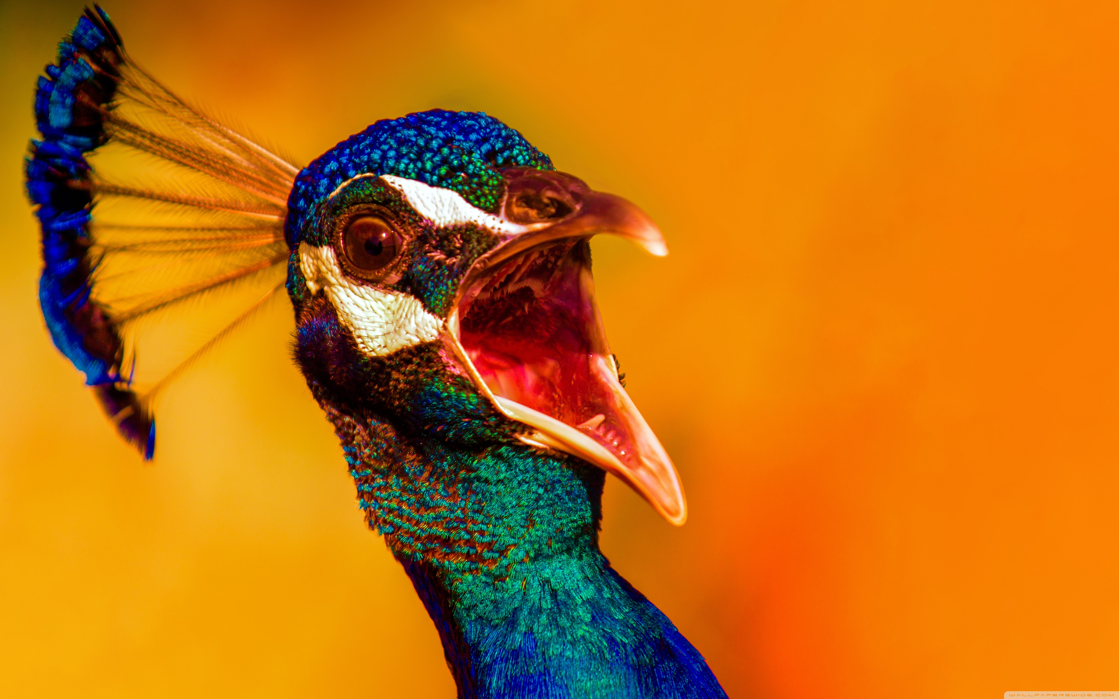 Angry Peacock Hd Hd Wallpaper Download - Angry Peacock , HD Wallpaper & Backgrounds