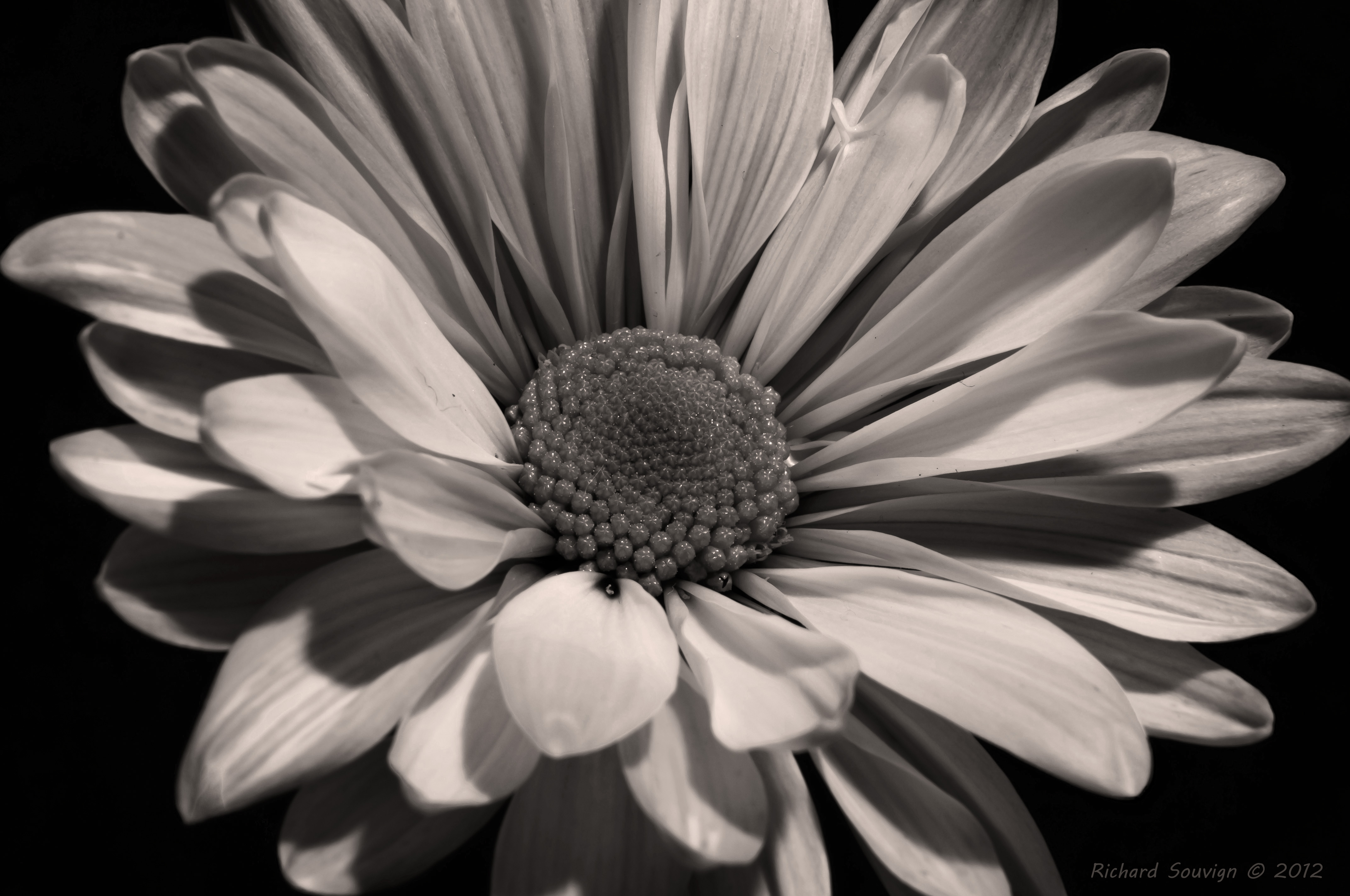 Black And White Sunflower Photography Wallpaper - Flower Photography Black And White , HD Wallpaper & Backgrounds