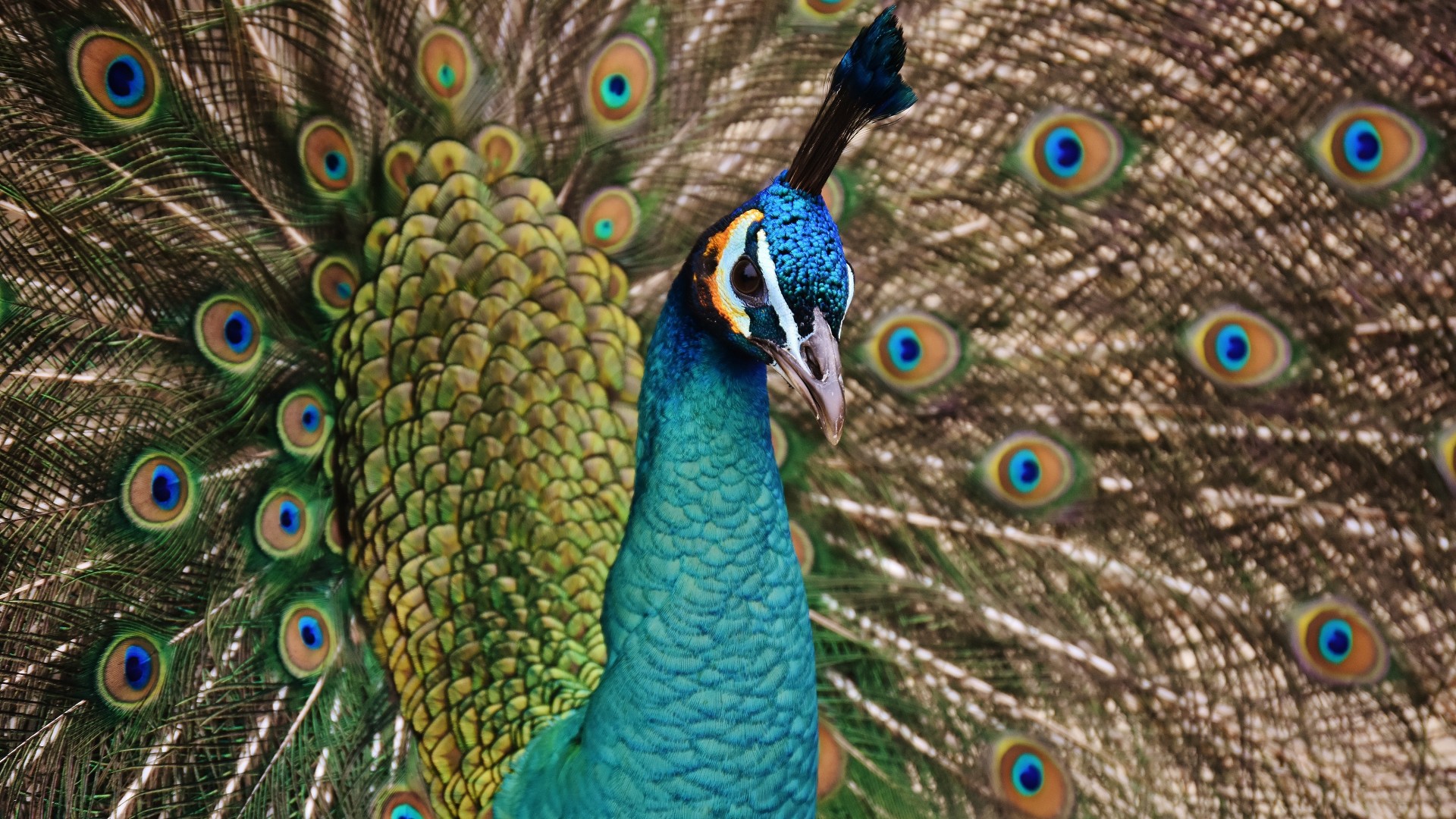 Hd Peacock Desktop Wallpaper Peacock Hd Wallpaper - 4k Resolution 4k Animals , HD Wallpaper & Backgrounds