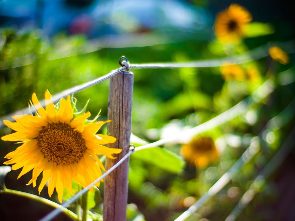 Sunflower Garden Hd Desktop Wallpaper - Wallpaper , HD Wallpaper & Backgrounds