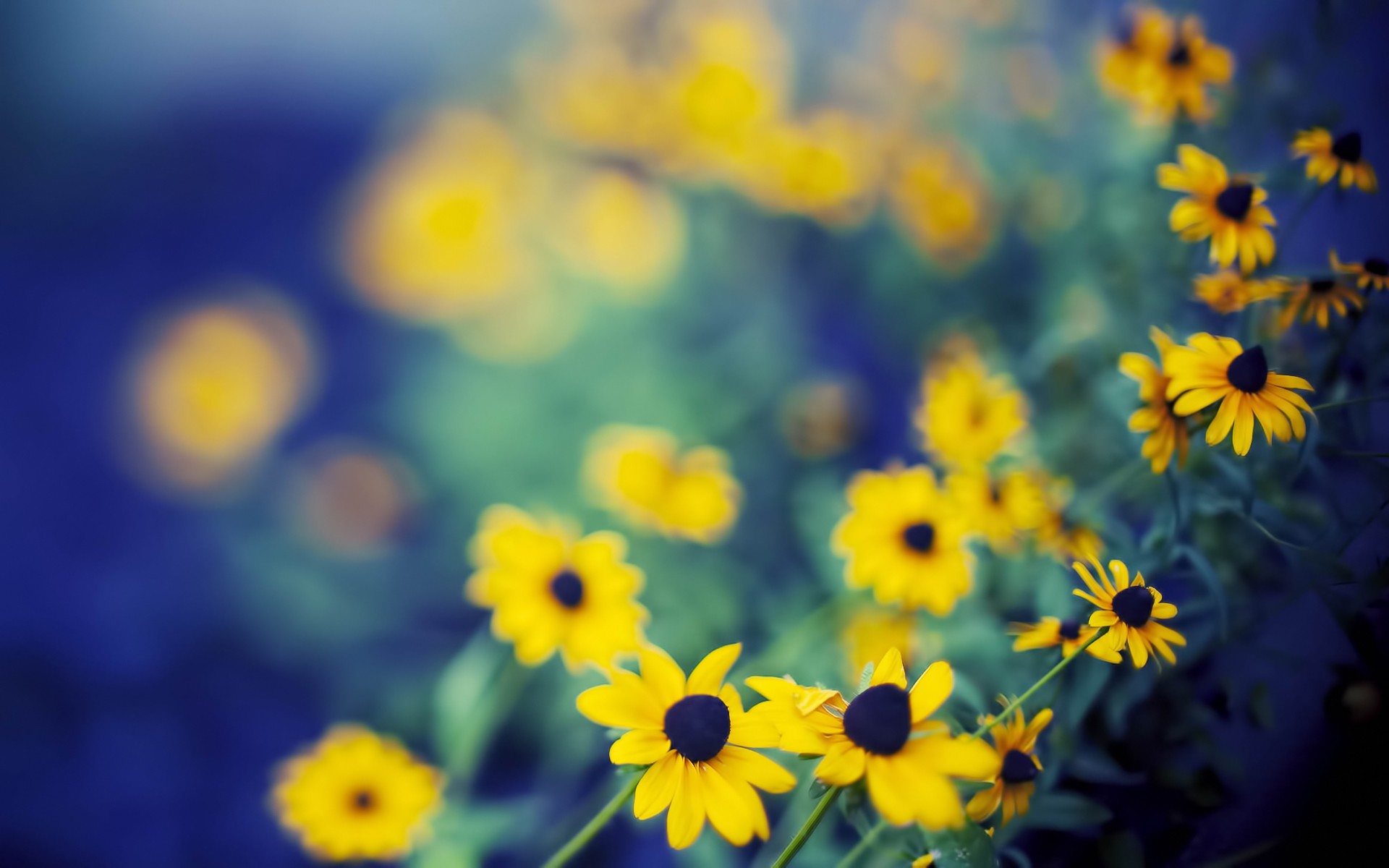 Beautiful Depth Of Field Wallpaper - Yellow Flower Wallpaper Hd , HD Wallpaper & Backgrounds