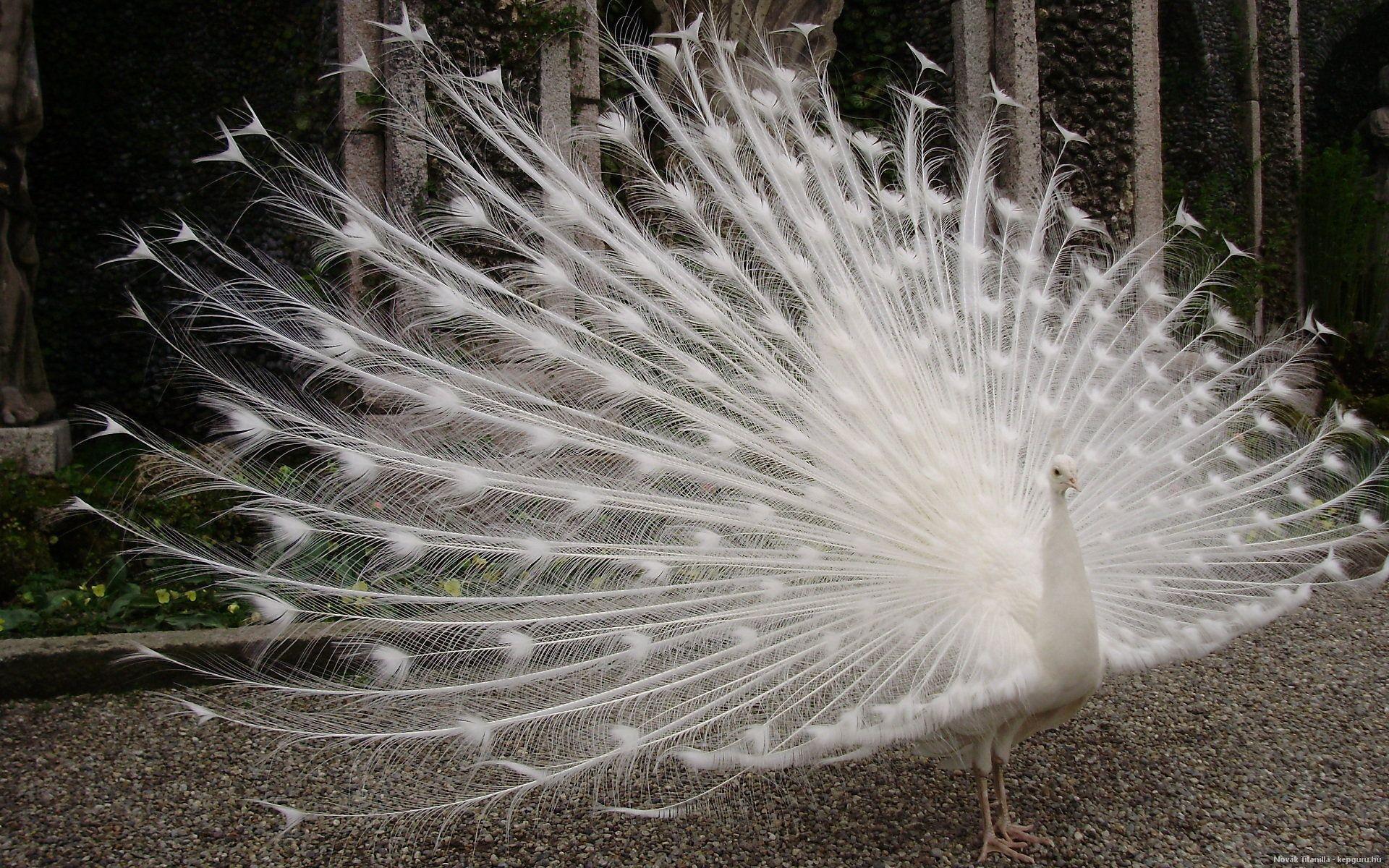 White Peacock Hd Wallpapers - Peacock White Cute , HD Wallpaper & Backgrounds