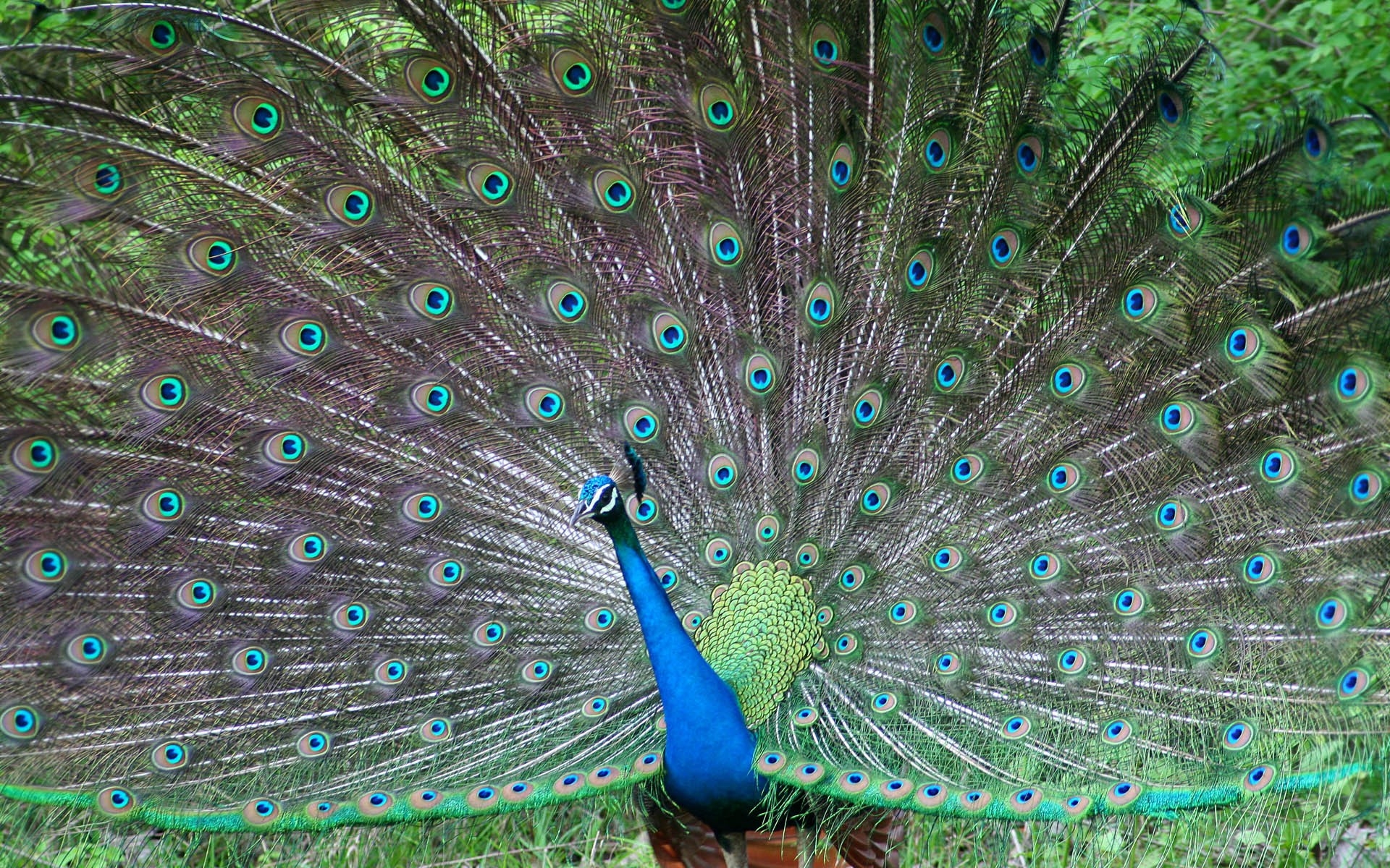 Blue Peacocks Wallpaper Art Hd Wallpaper - Bird Peacock , HD Wallpaper & Backgrounds