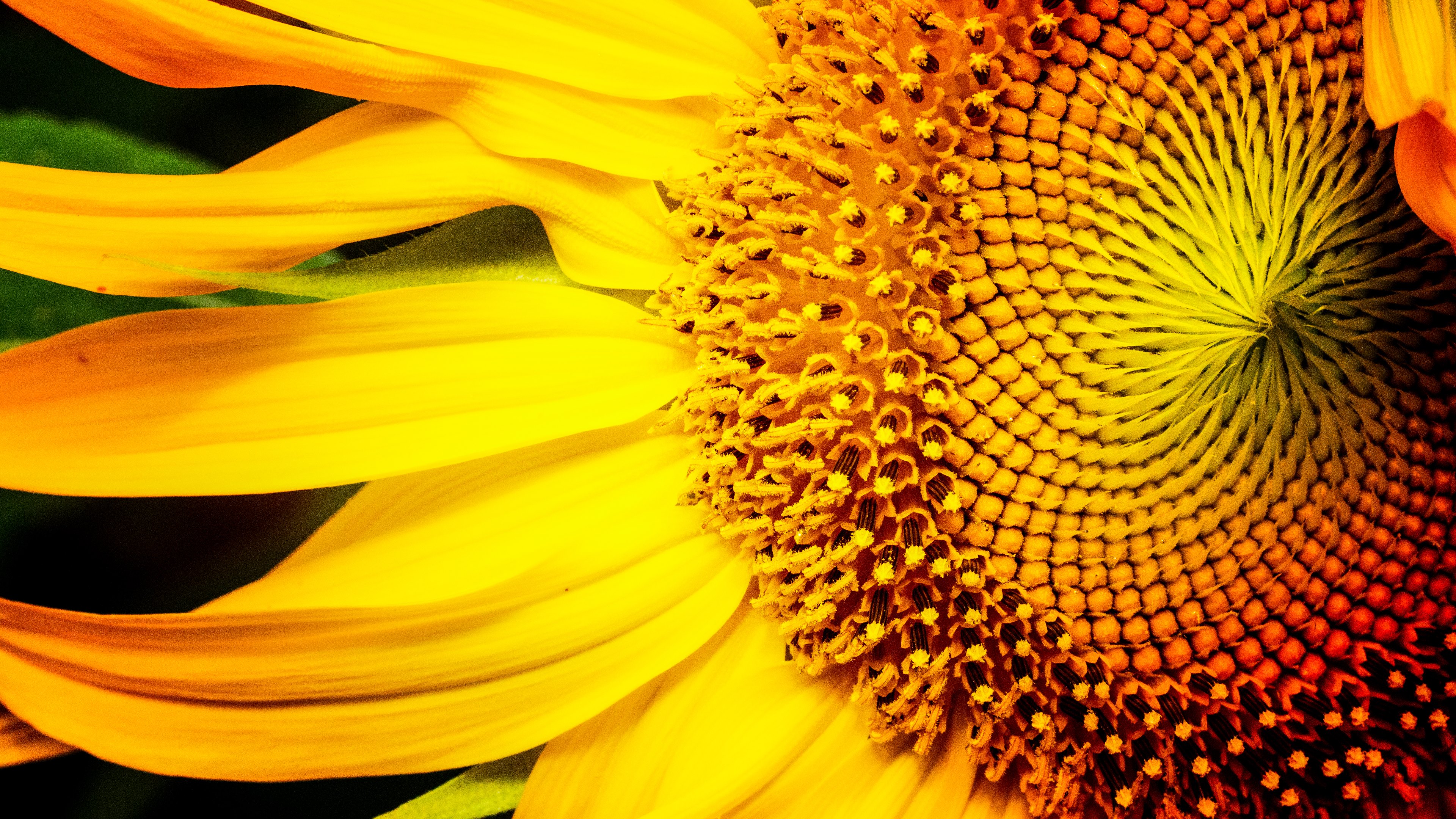 Sunflower 4k Ultra Hd Wallpaper - Sunflower 4k , HD Wallpaper & Backgrounds