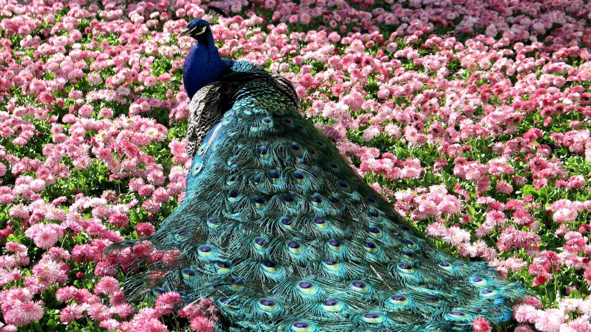Beautiful Peacock Hd Wallpaper - Free Wallpaper Desktop Peacock , HD Wallpaper & Backgrounds