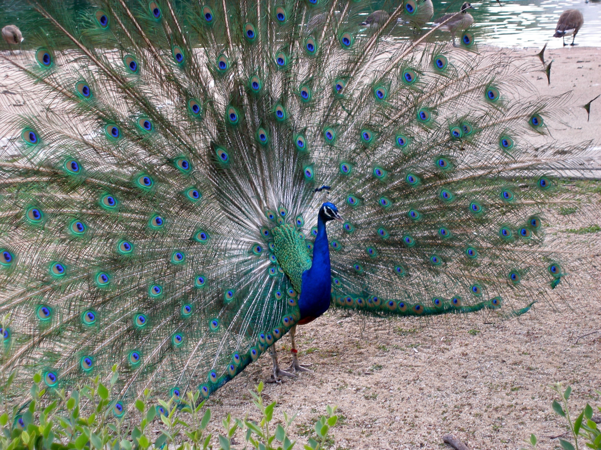 Brookfield Zoo Peacock , HD Wallpaper & Backgrounds