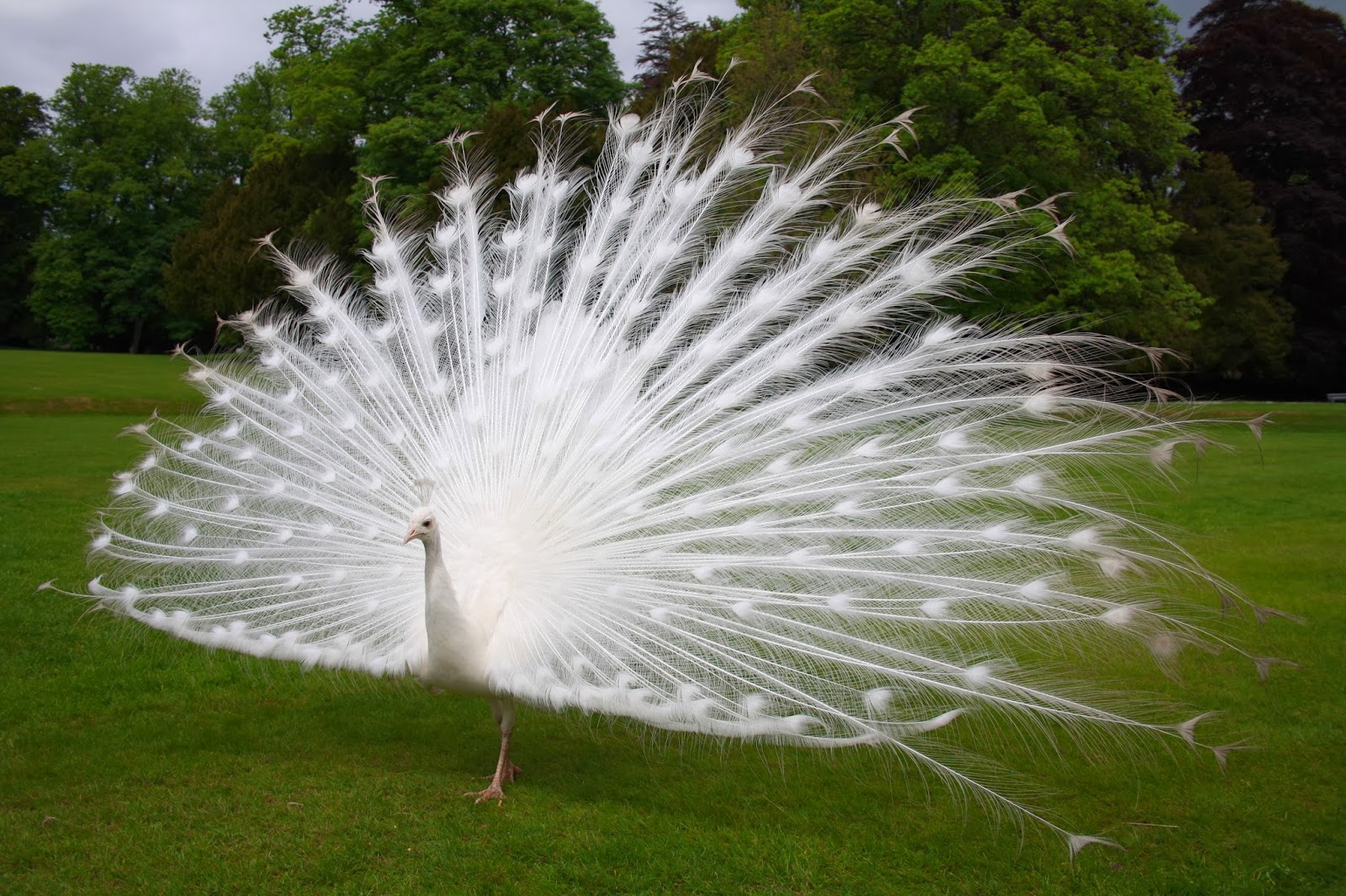 Peacock - Hd Wallpapers - White Peacock , HD Wallpaper & Backgrounds