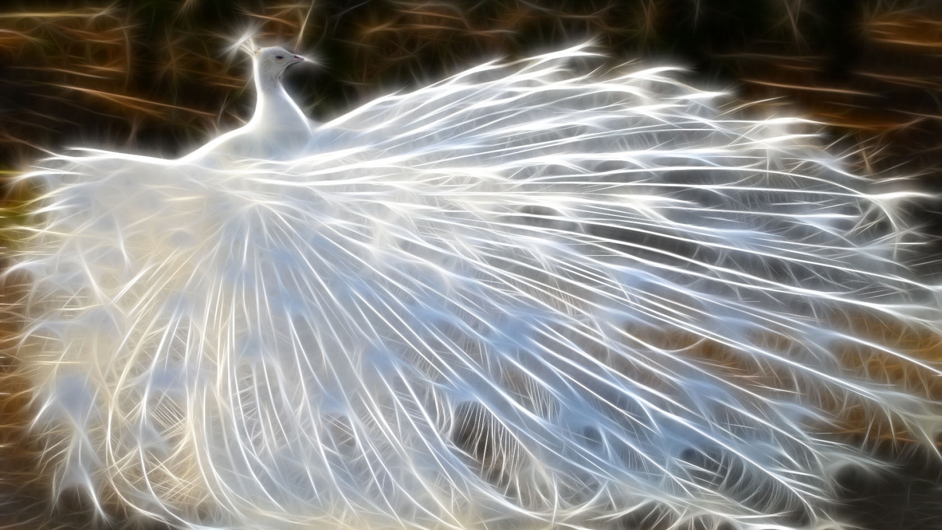White Peacock Wallpaper - White Peacock Feather Hd , HD Wallpaper & Backgrounds