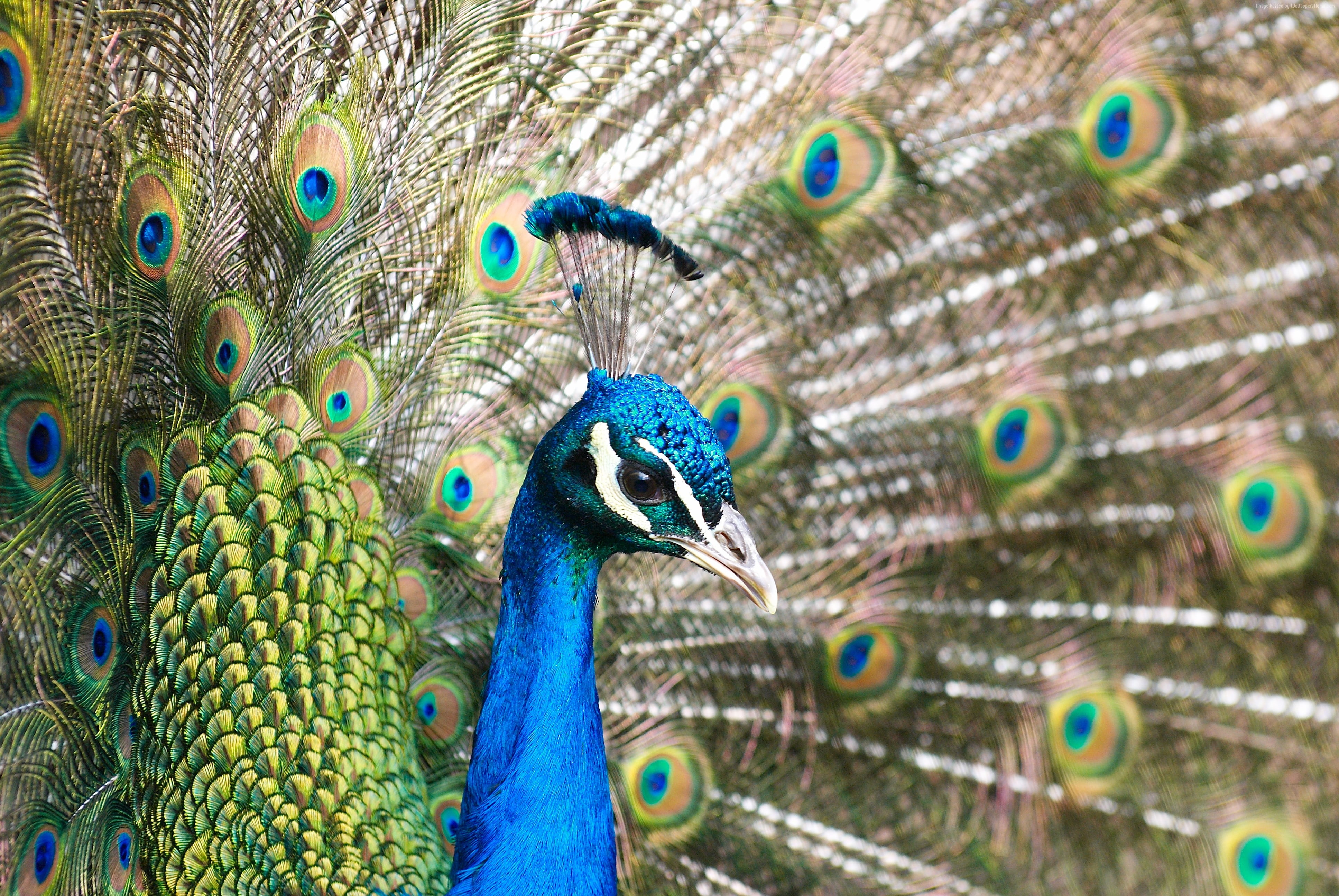 Close-up Photography Of Blue And Green Peacock Hd Wallpaper , HD Wallpaper & Backgrounds