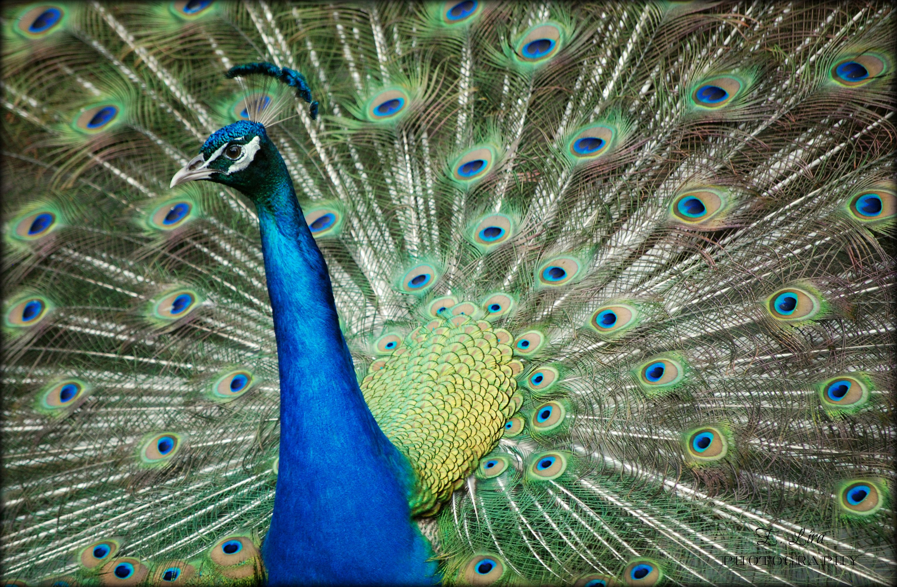 Animal Peacock Wallpaper - Peafowl , HD Wallpaper & Backgrounds