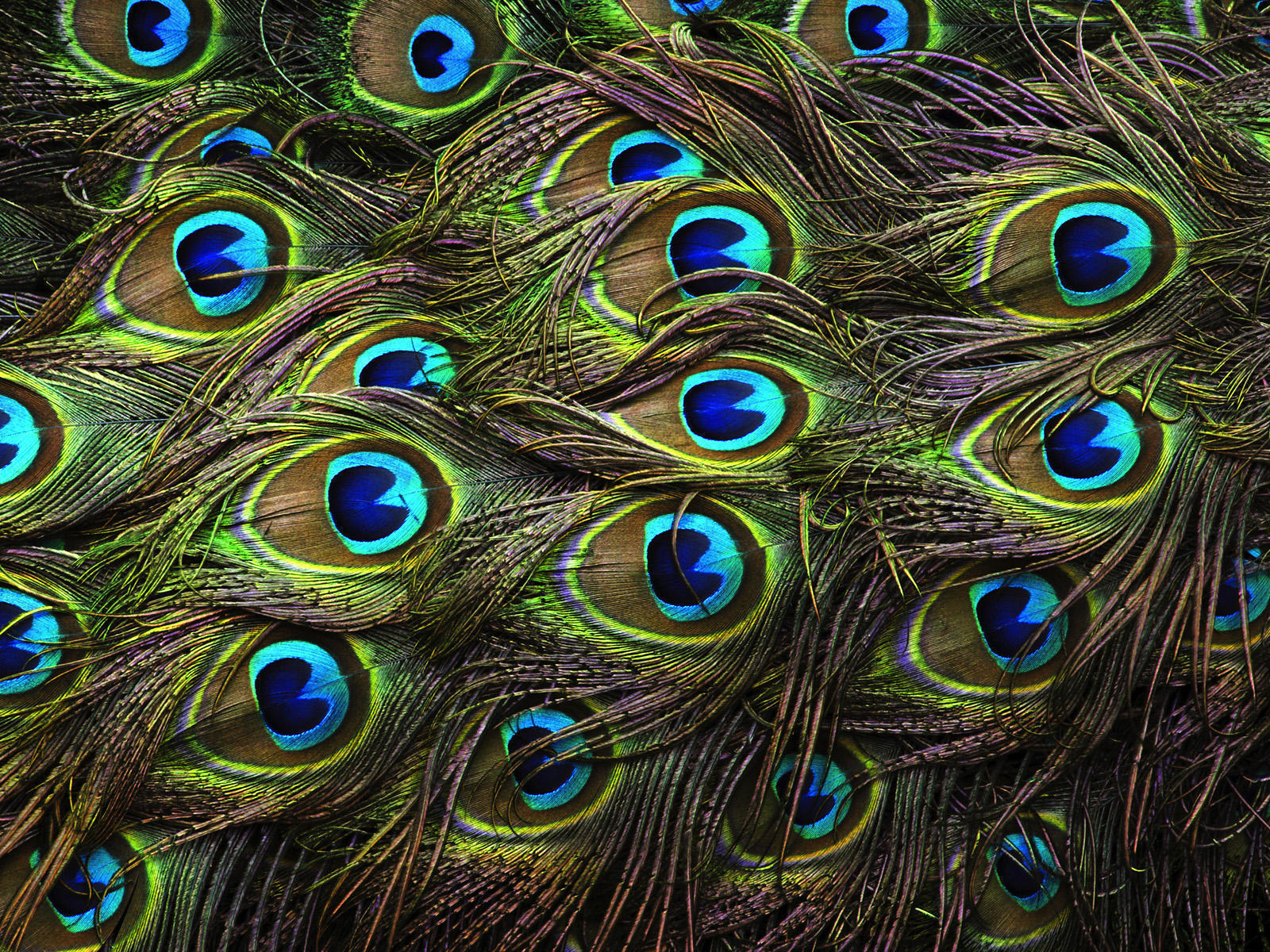 Latest Peacock Hd Wallpapers Free Download - High Resolution Peacock Feather , HD Wallpaper & Backgrounds