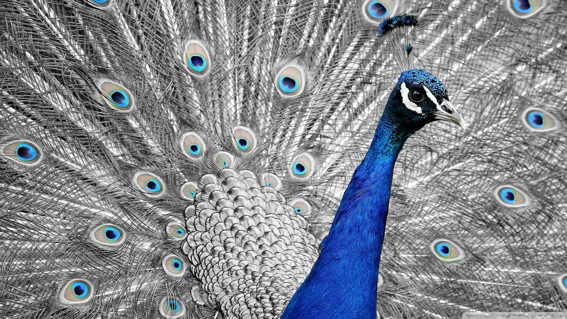 Blue, Green, And Brown Peacock Hd Wallpaper - Peacock 16 9 , HD Wallpaper & Backgrounds