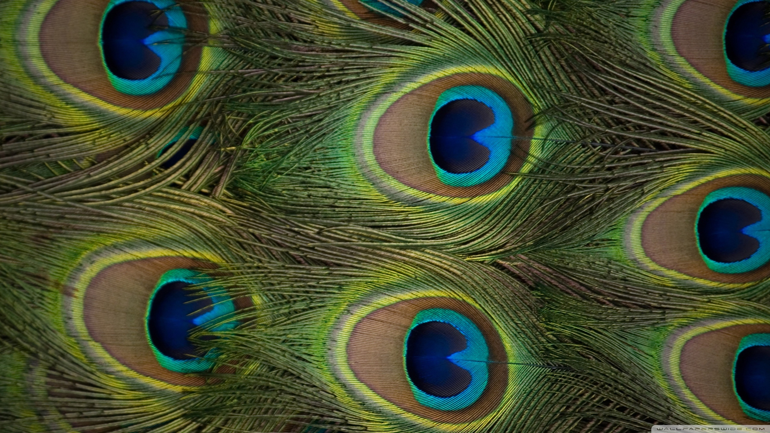 Peacock Hd Wallpaper - Peacock Feathers Hd , HD Wallpaper & Backgrounds