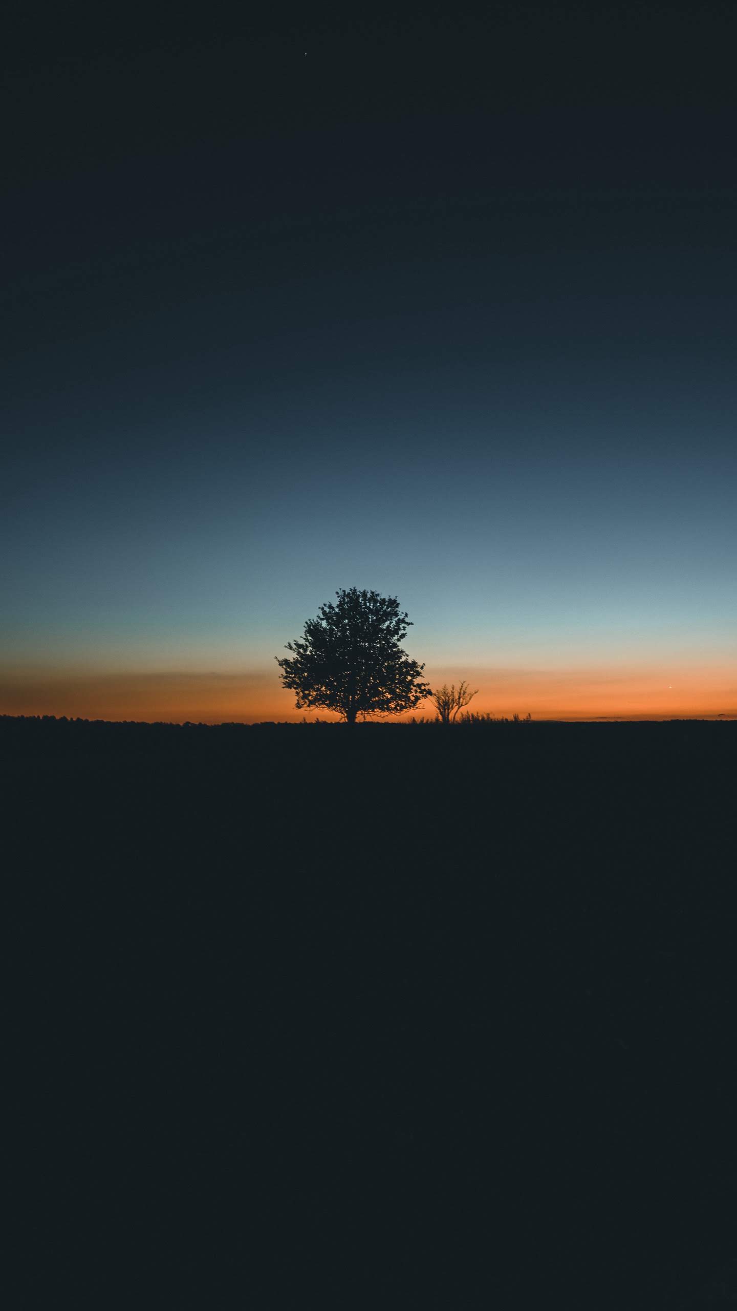 Download This Wallpaper Preview - Tree , HD Wallpaper & Backgrounds