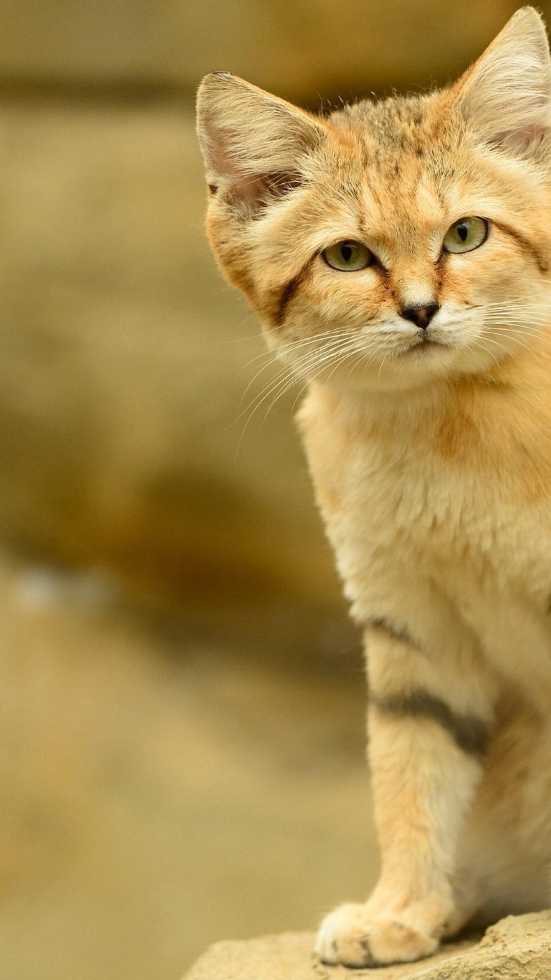 Animals - Mobile Hd Wallpaper Cat , HD Wallpaper & Backgrounds