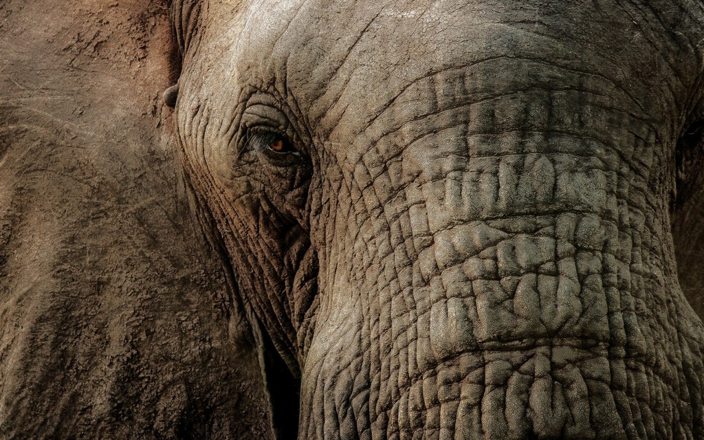 4k Elephant Wallpapers Hd - Elephant Close Up Hd , HD Wallpaper & Backgrounds