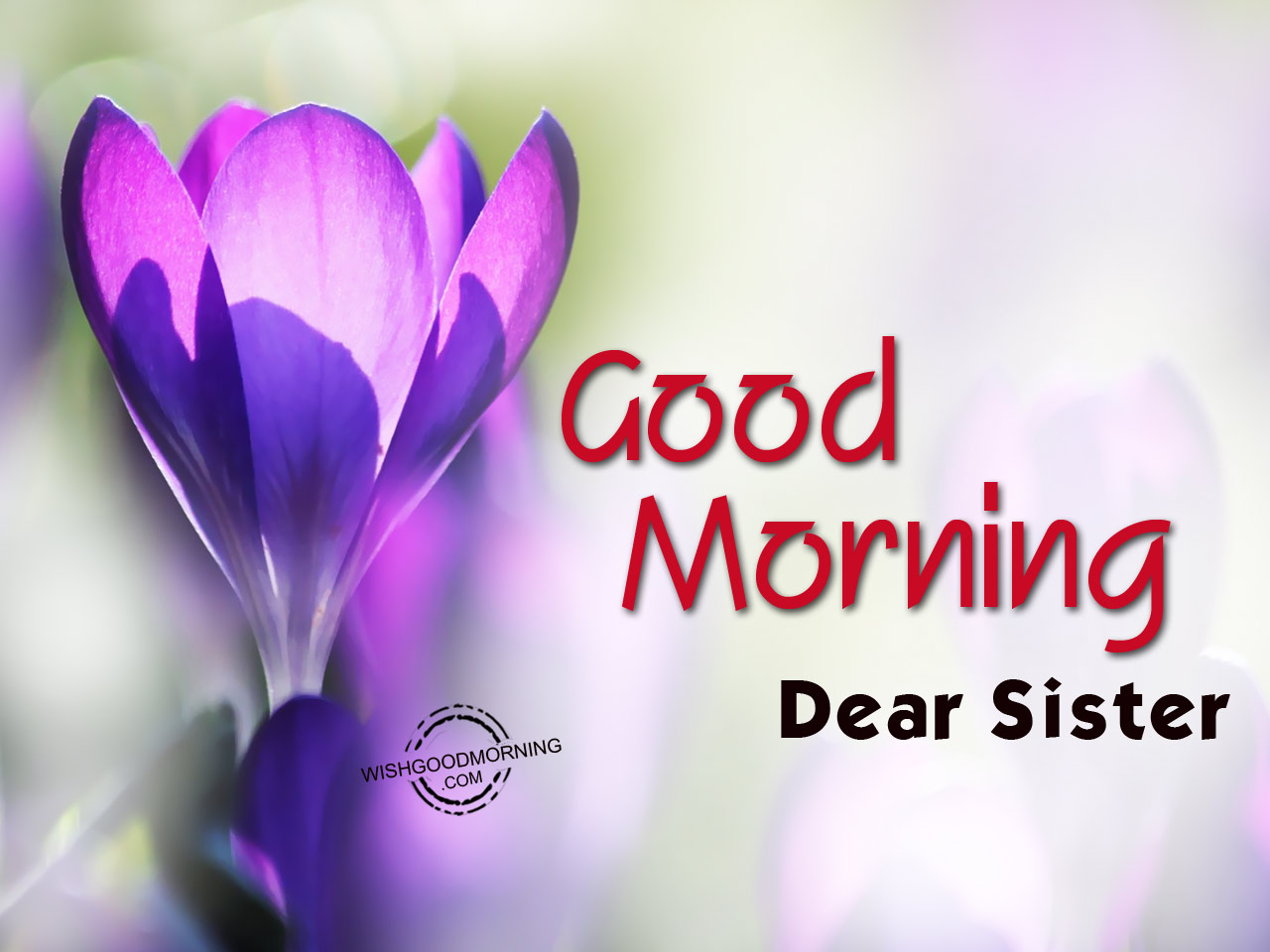 Good Morning Sister - Good Morning For Sister , HD Wallpaper & Backgrounds