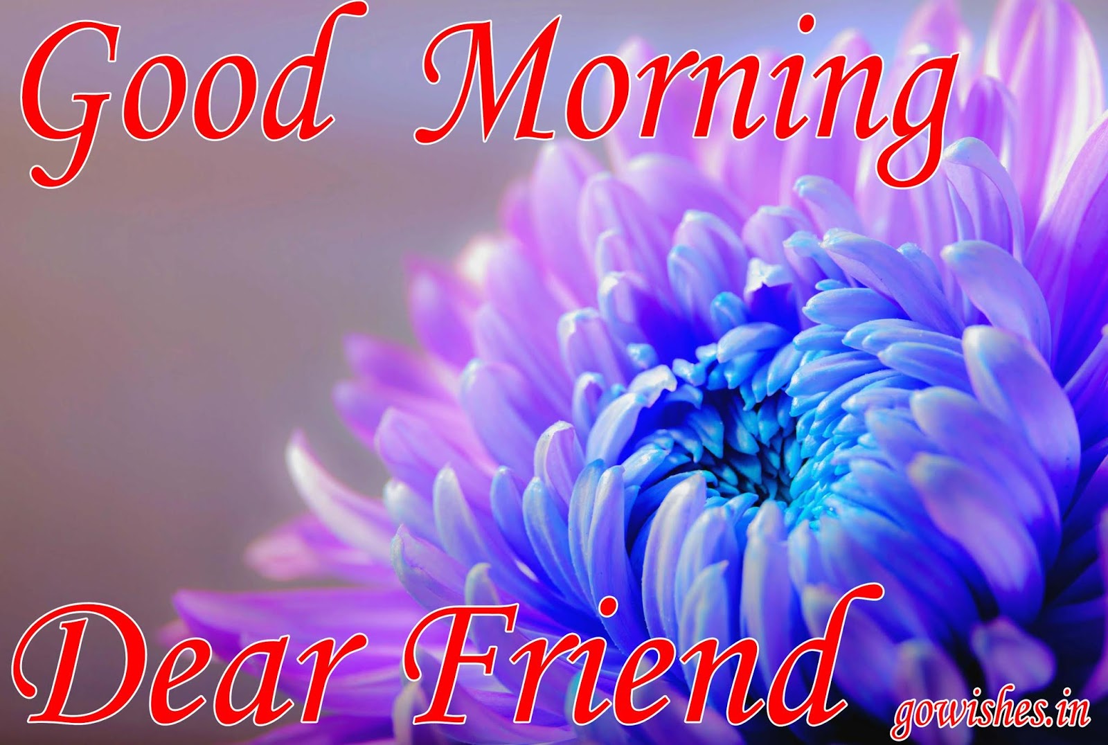 Good Morning Shayari & Wallpaper - Good Morning Friday Flowers , HD Wallpaper & Backgrounds