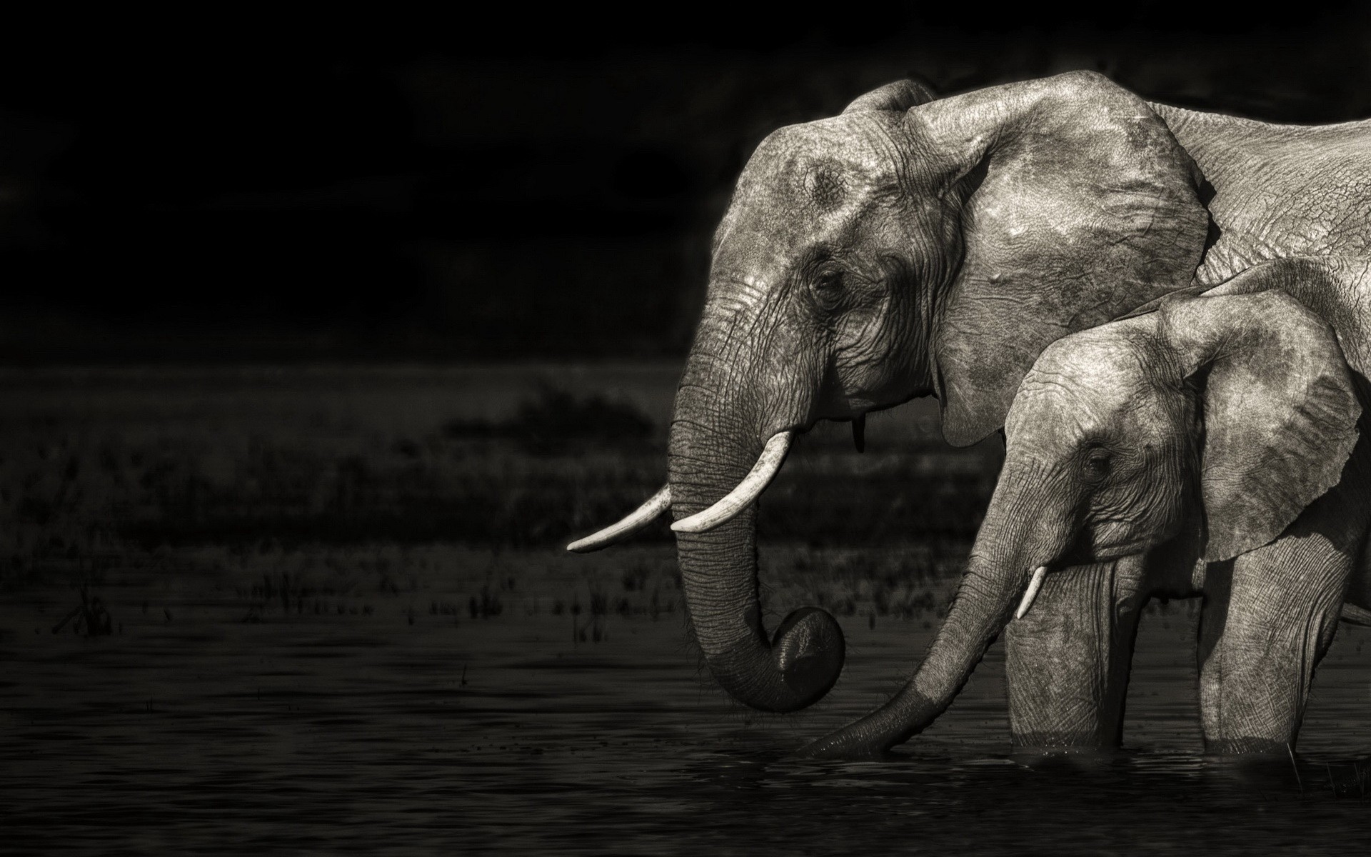 Elephants Black And White , HD Wallpaper & Backgrounds