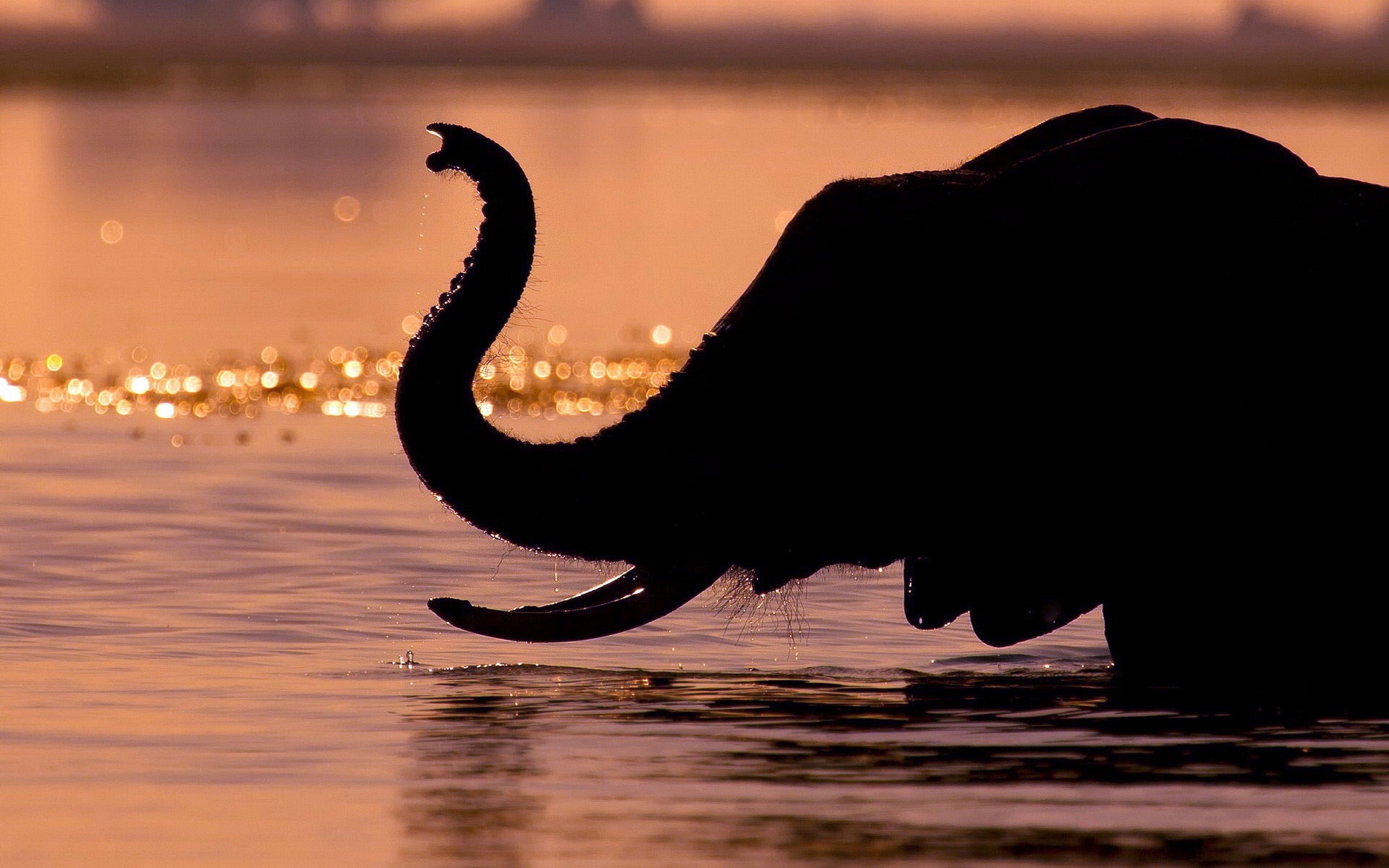 Original - Elephants Africa , HD Wallpaper & Backgrounds