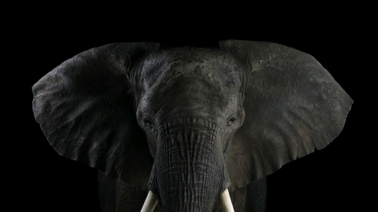 Elephants-05 - Brad Wilson Photography , HD Wallpaper & Backgrounds