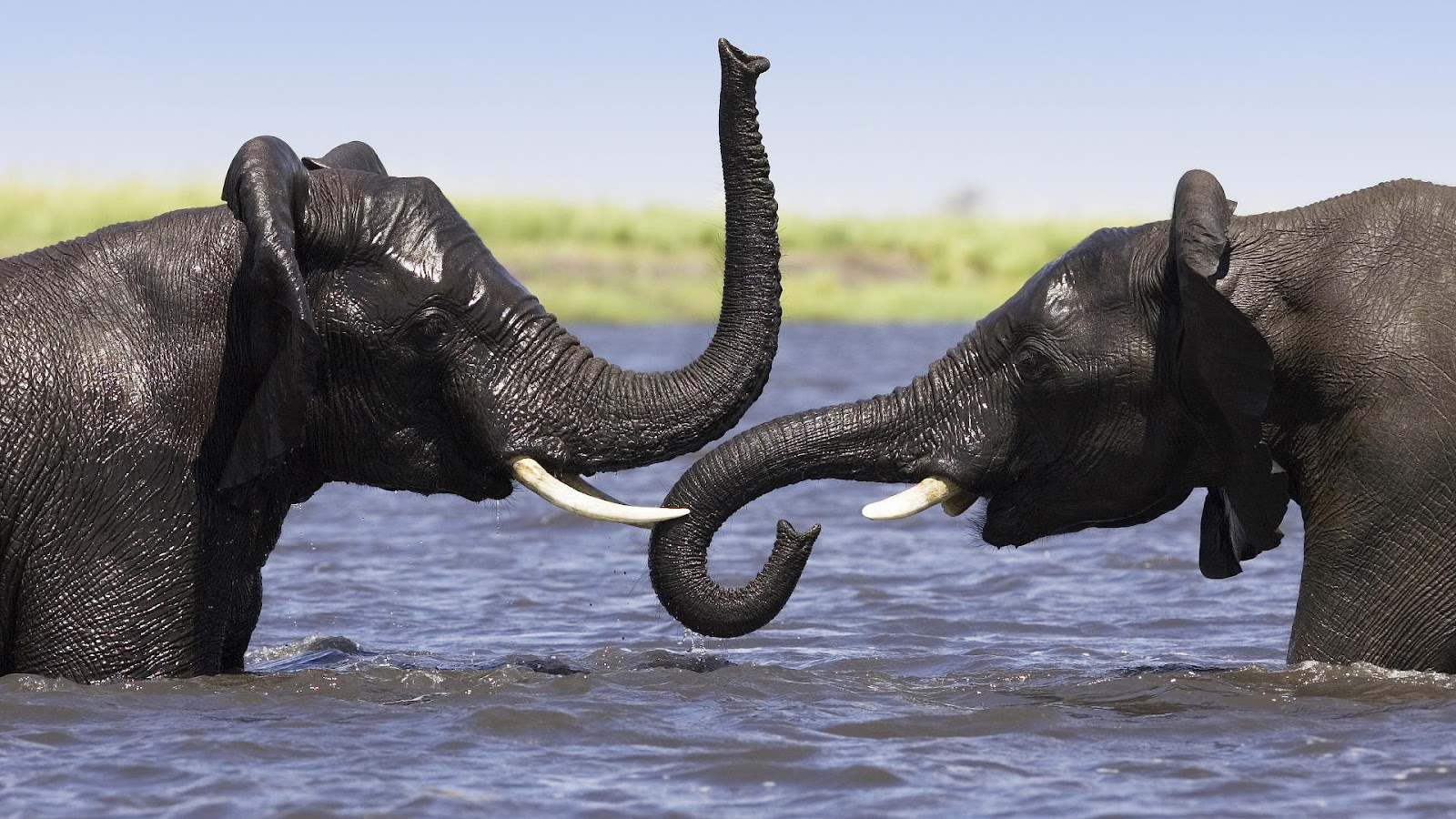 Back To 57 Elephant Wallpapers Hd - Elephants Coming Out Of Water , HD Wallpaper & Backgrounds